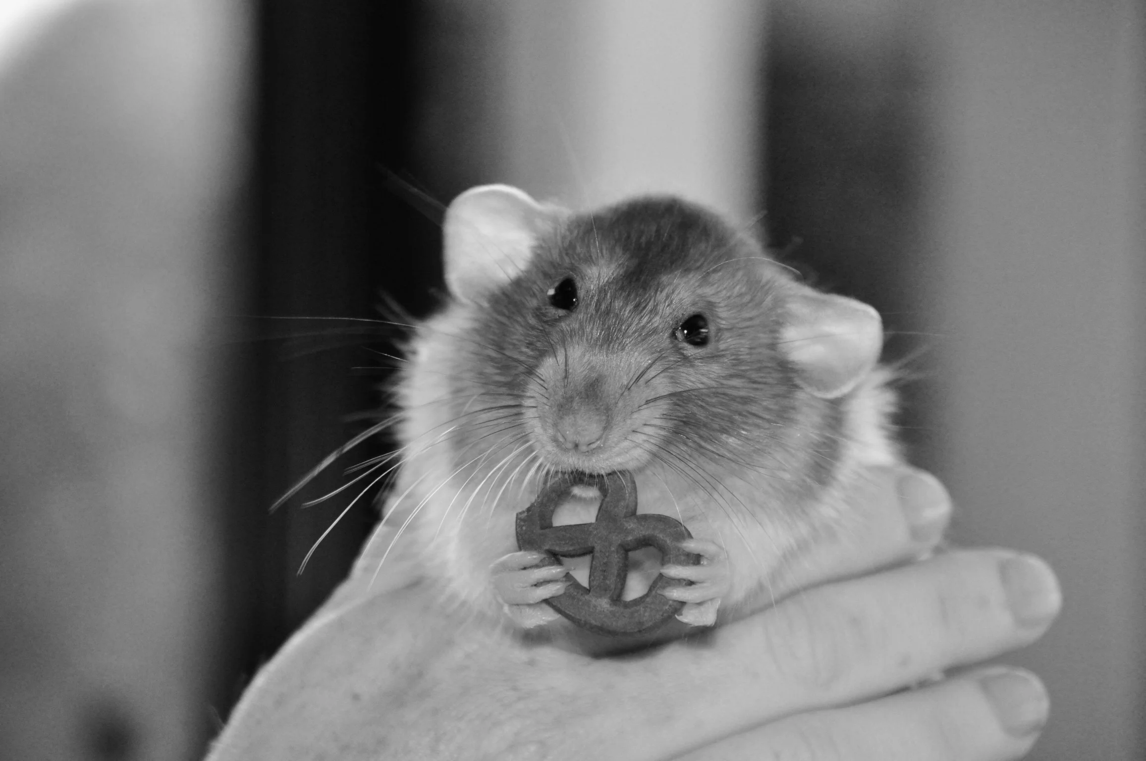 A Sad Day, We Lost Daisy Cheese