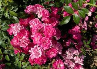 roses.jpg