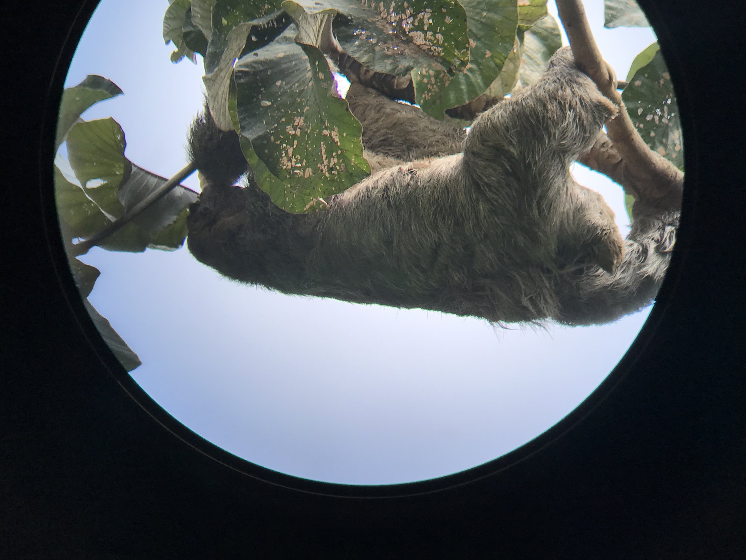 Cute sloth in Manuel Antonio Park