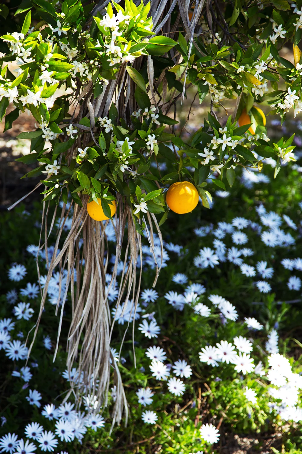 Oranges & flowers