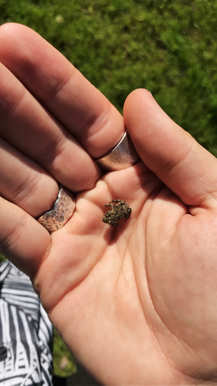 A baby toad