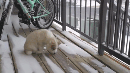 giphy-downsized-large.gif