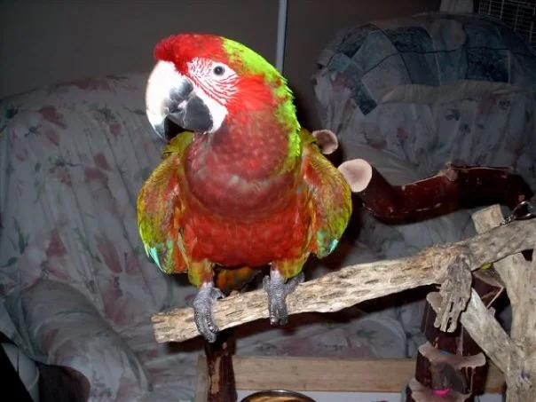 Therapy Birds
