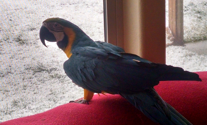 Aviary Codes and Ordinances