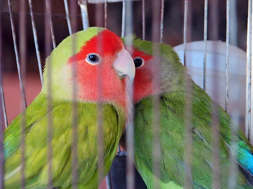 Bird Trafficking and Environment Risk in Cuba