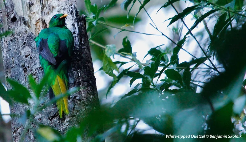 Implications of Marijuana Cultivation for the World's Birds