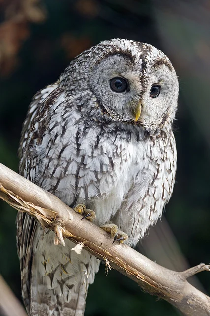 More Than Just a Hoot: Oregon Barred Owl Attacks Tell a Bigger Story