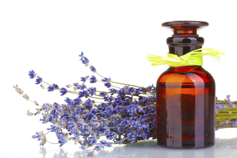Essential Oils for Pets?