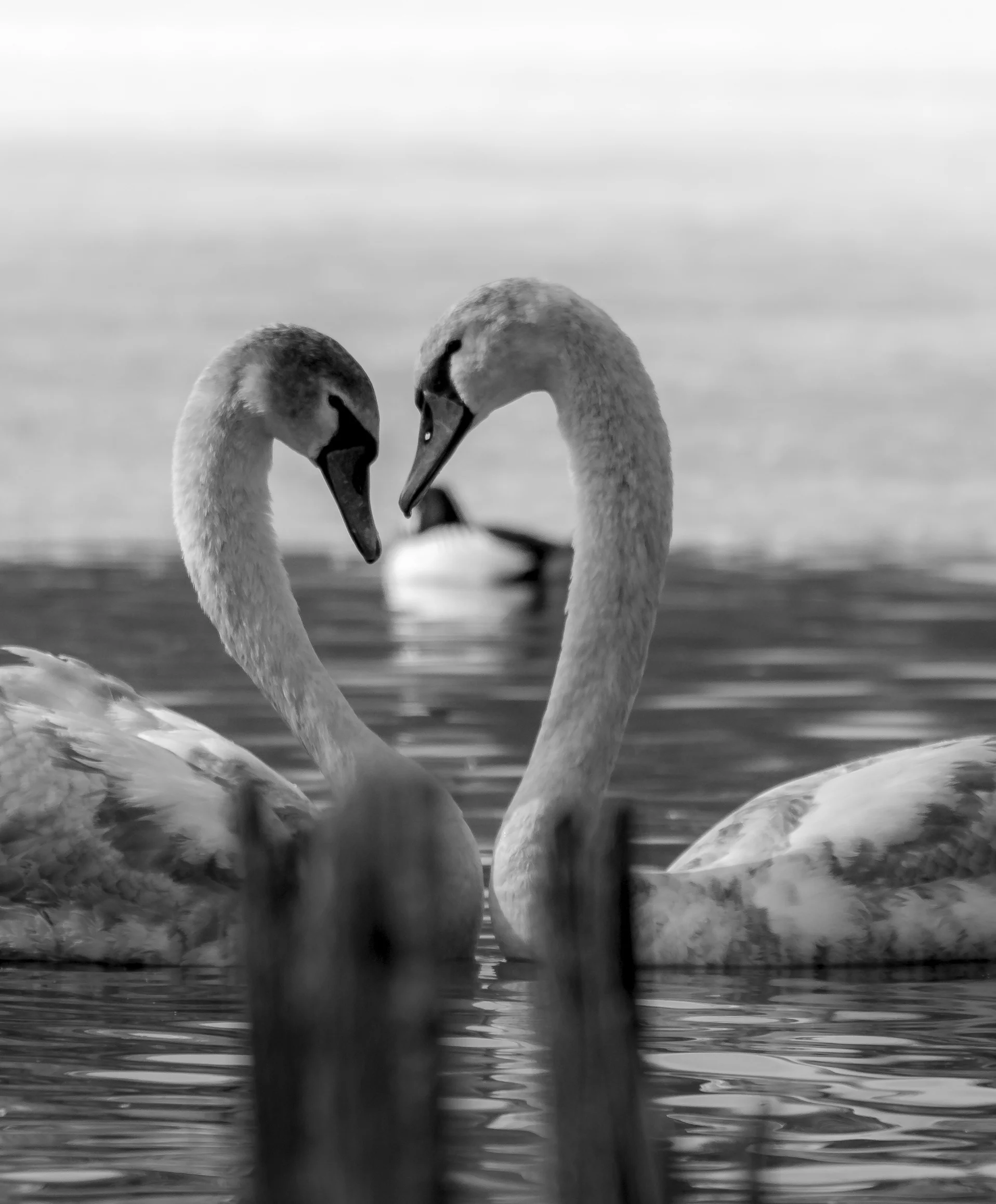 bwbird1 (1 of 1).jpg