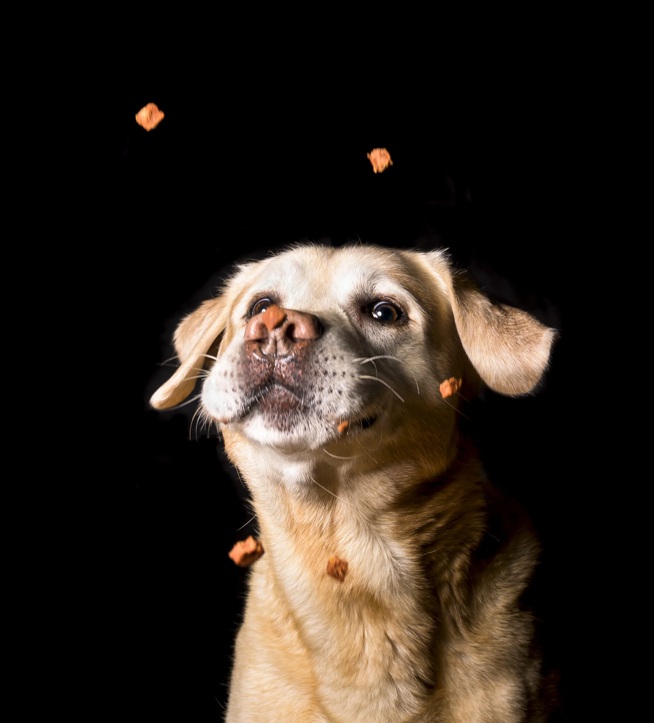 homedogs (2 of 2).jpg