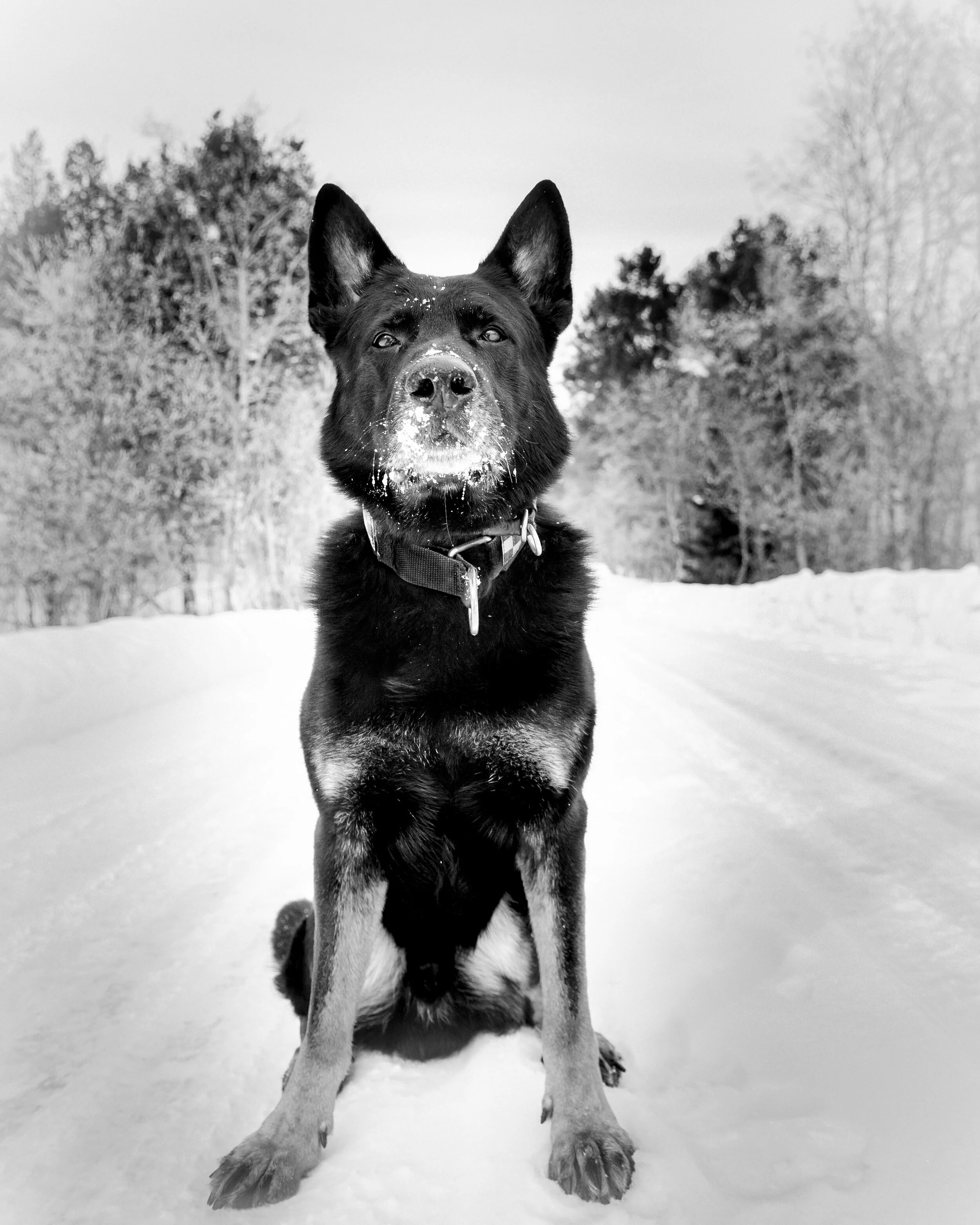 homedogs (1 of 2).jpg