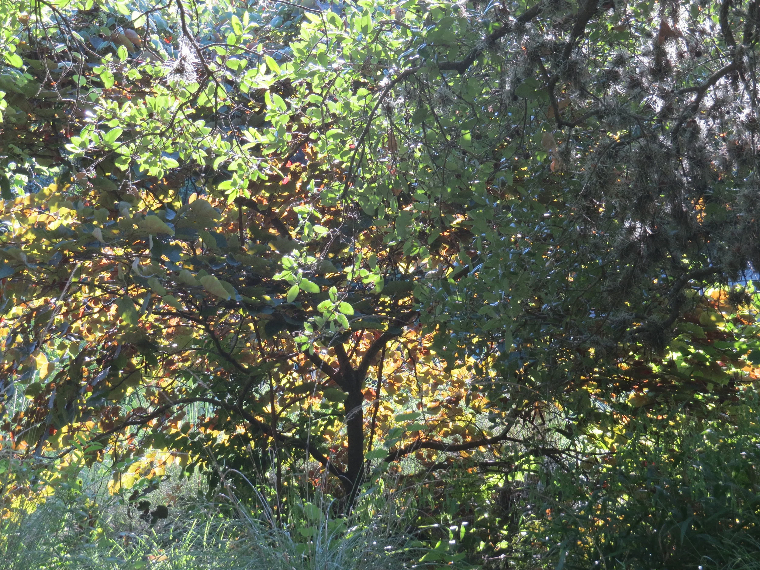 IMG_1830.jpg