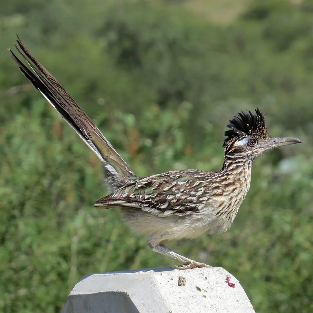 IMG_0602 roadrunner.jpg