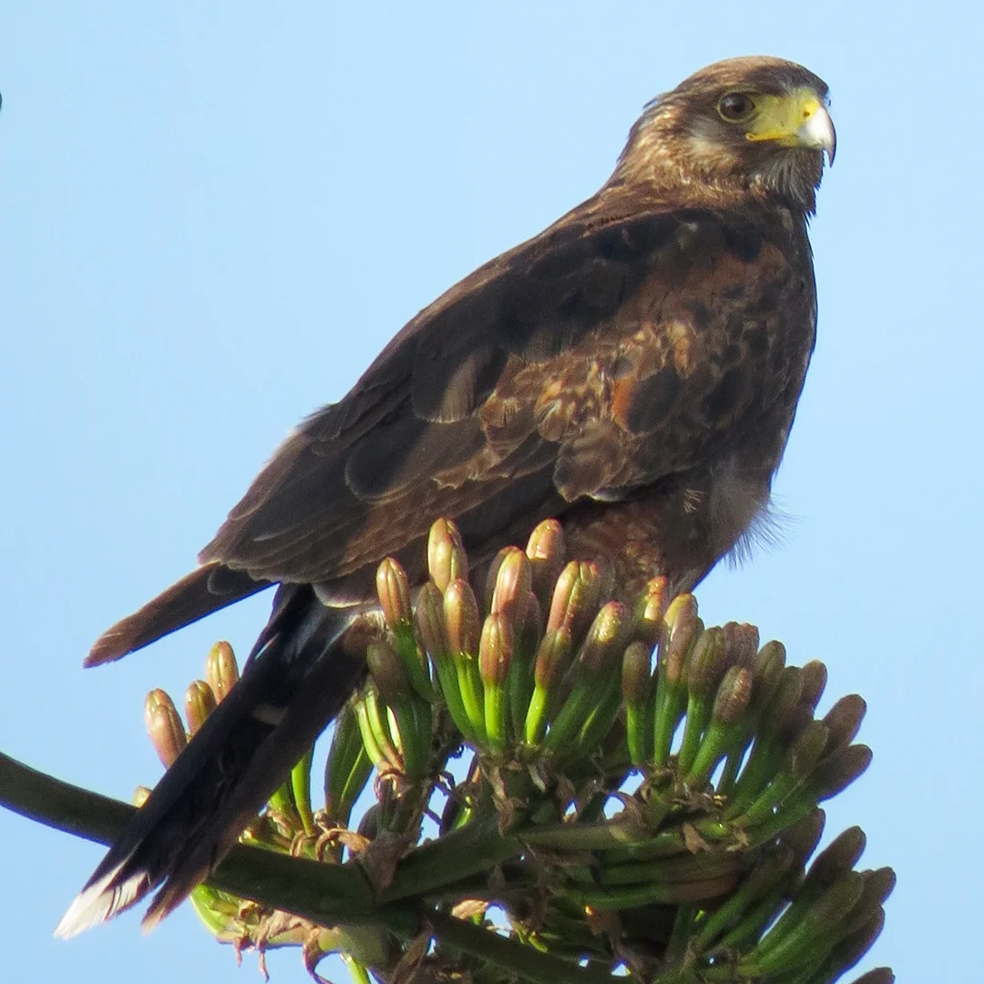 IMG_6614 aguila.jpg