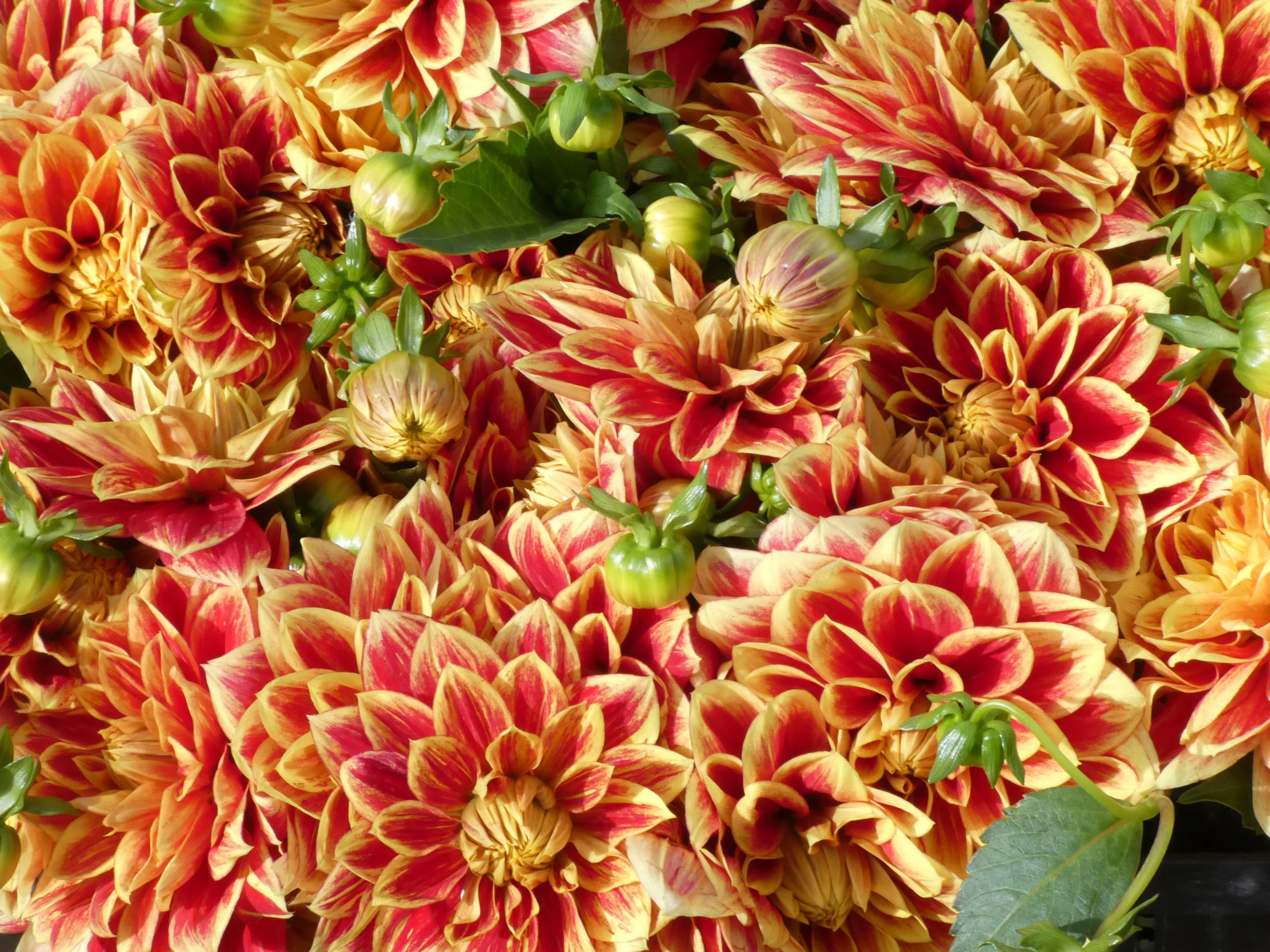 P1000445 flowers.jpg