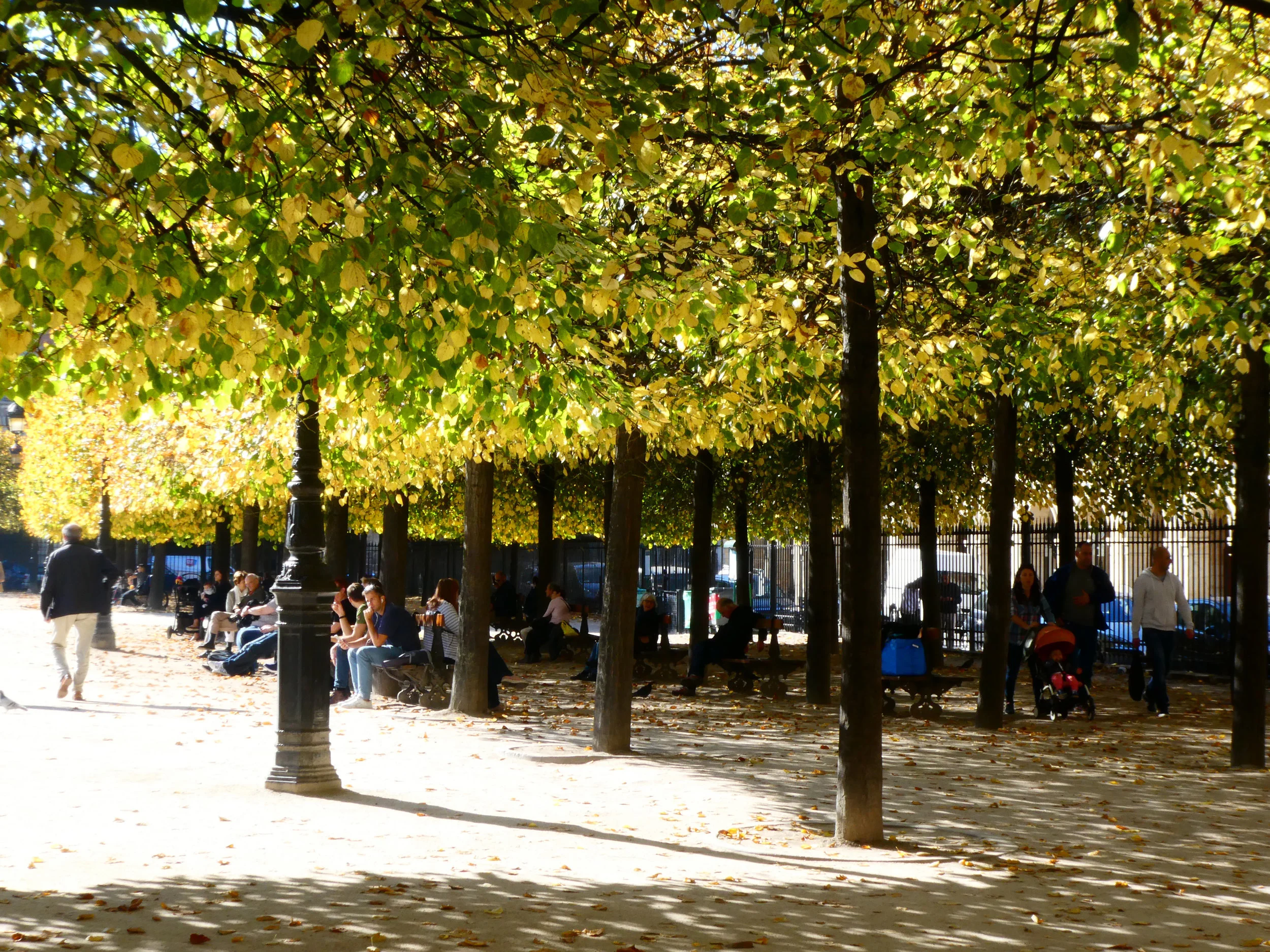 P1000587 yellow leaves park.jpg