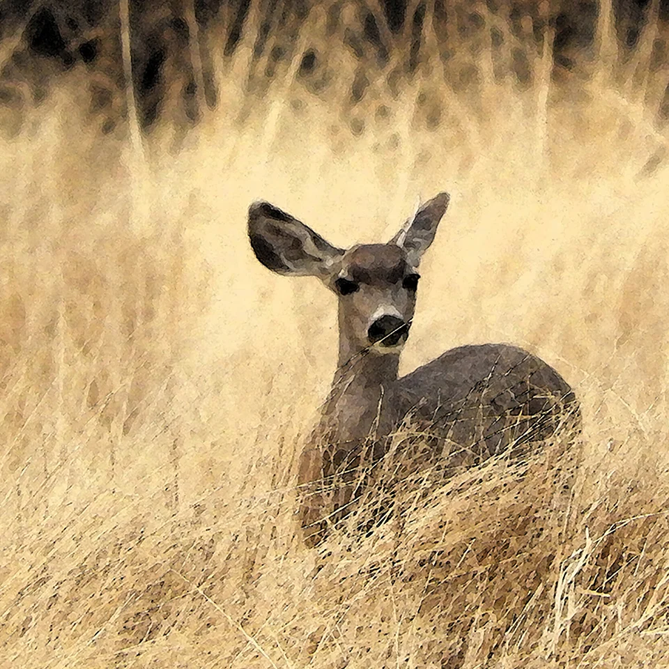 DSCN0173 deer in grass.jpg