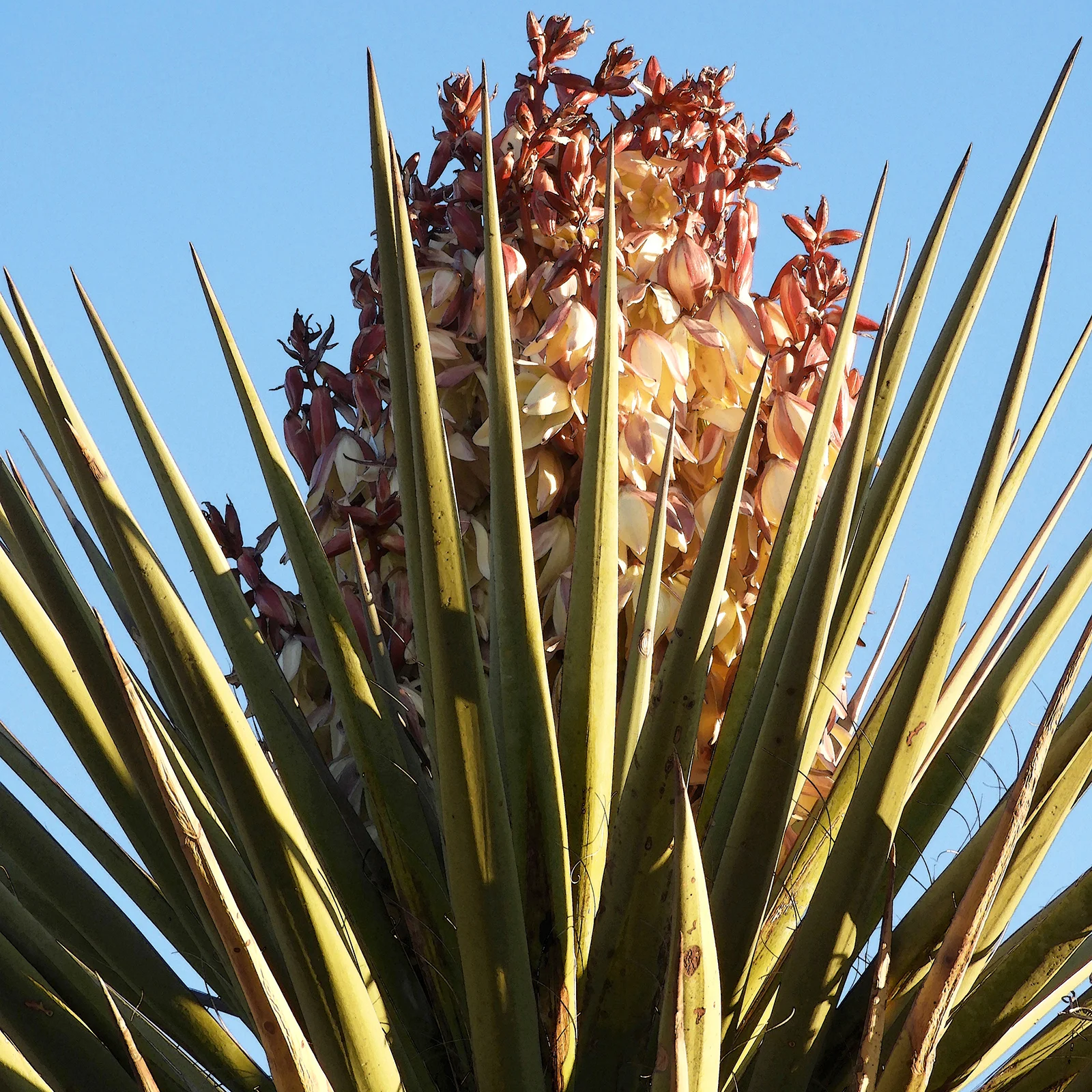 DSCN0926 yucca con flores.jpg