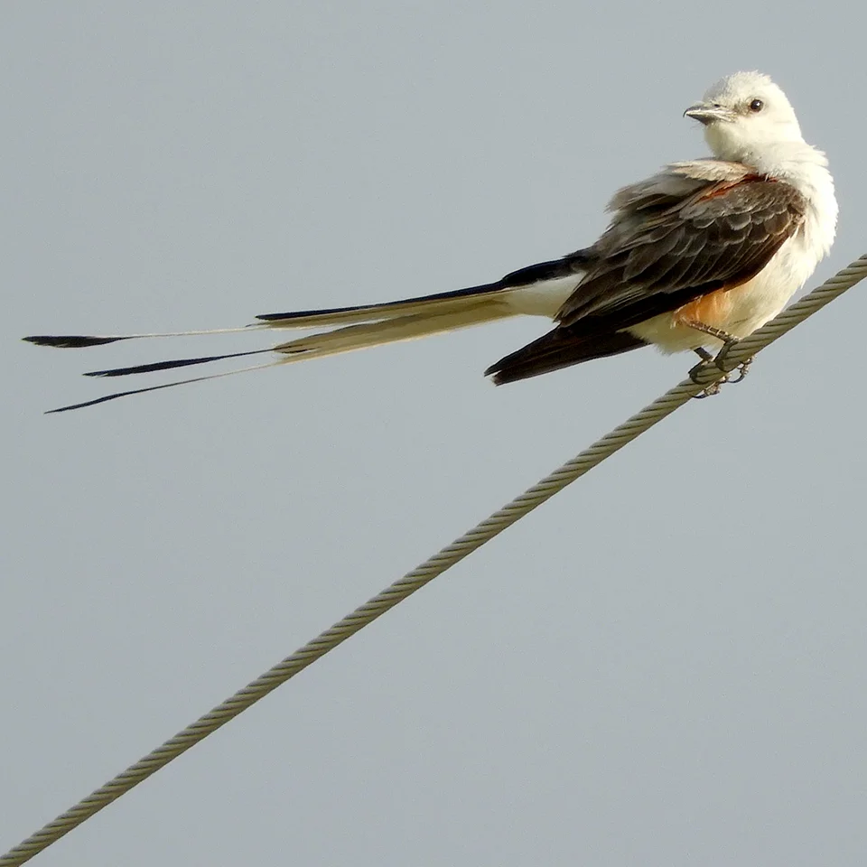 DSCN1696 flycatcher.jpg