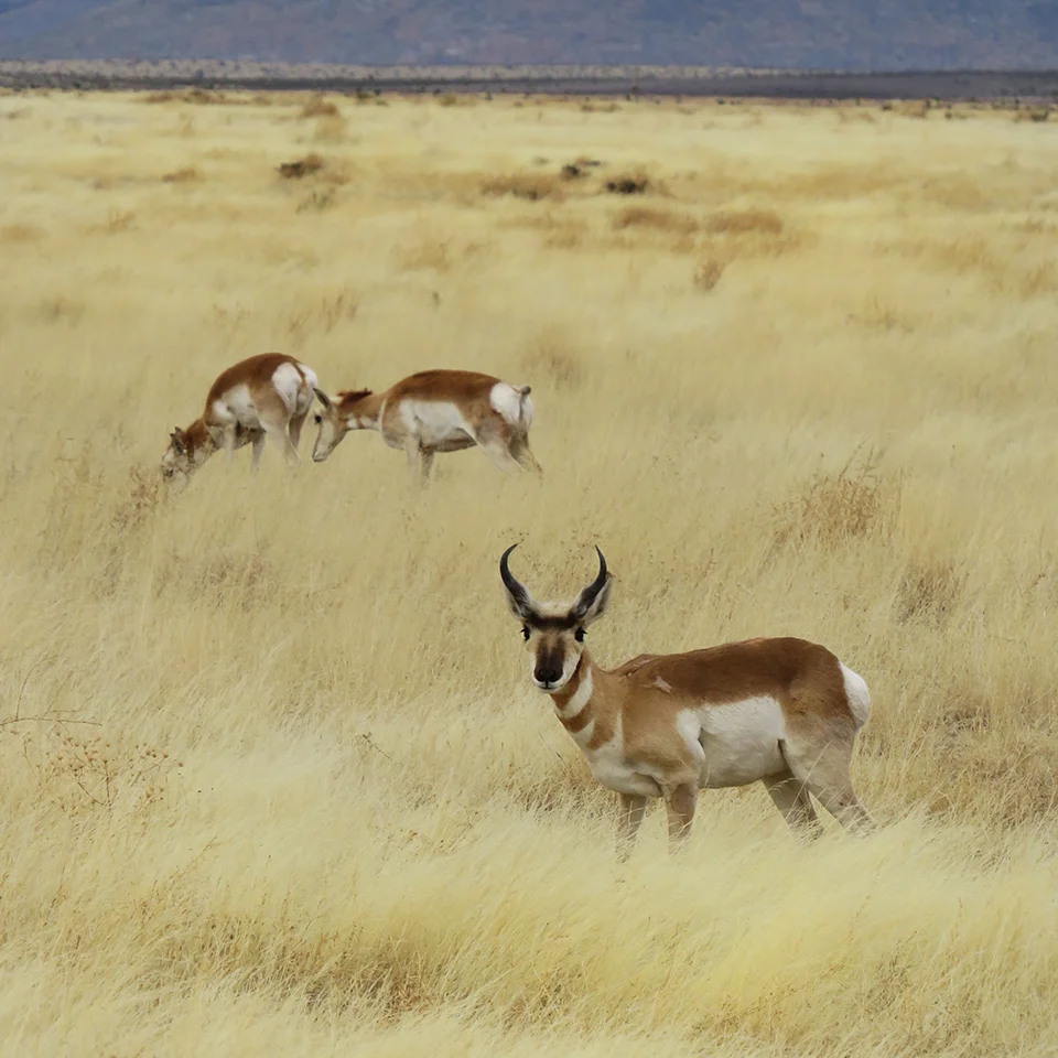 IMG_0126 antelope buck with does.jpg