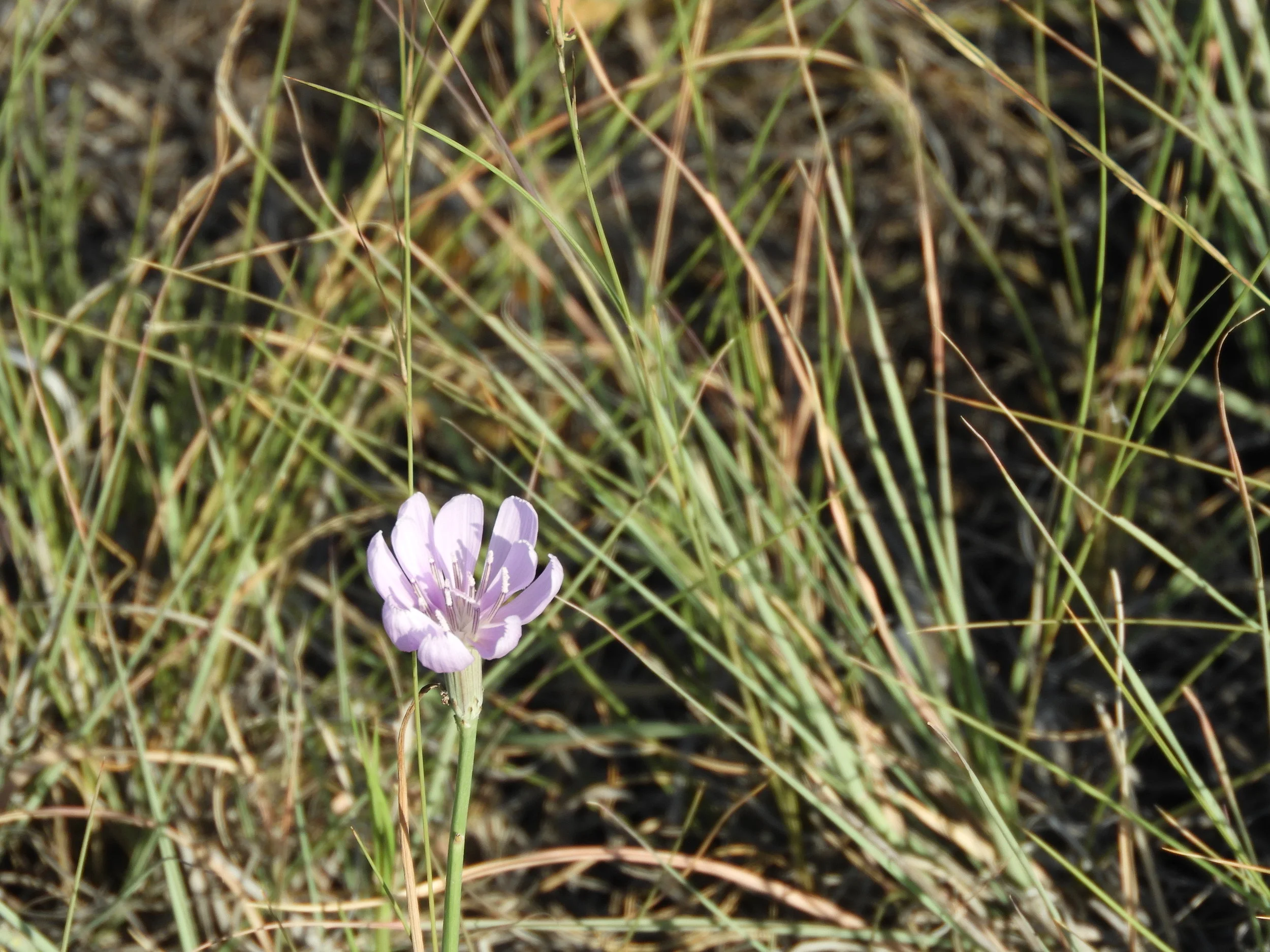 DSCN6207.jpg