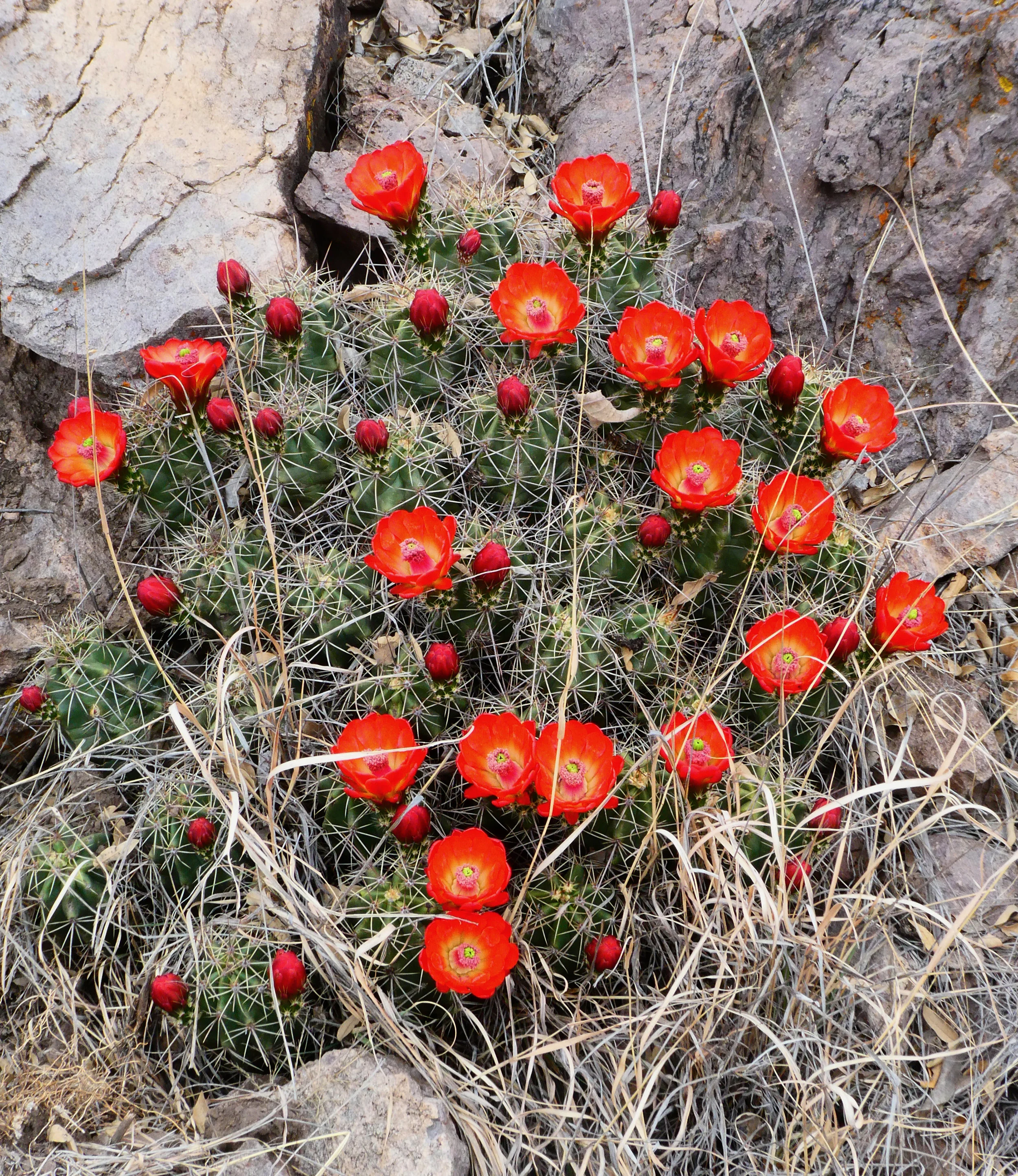 P1020231 crop.jpg