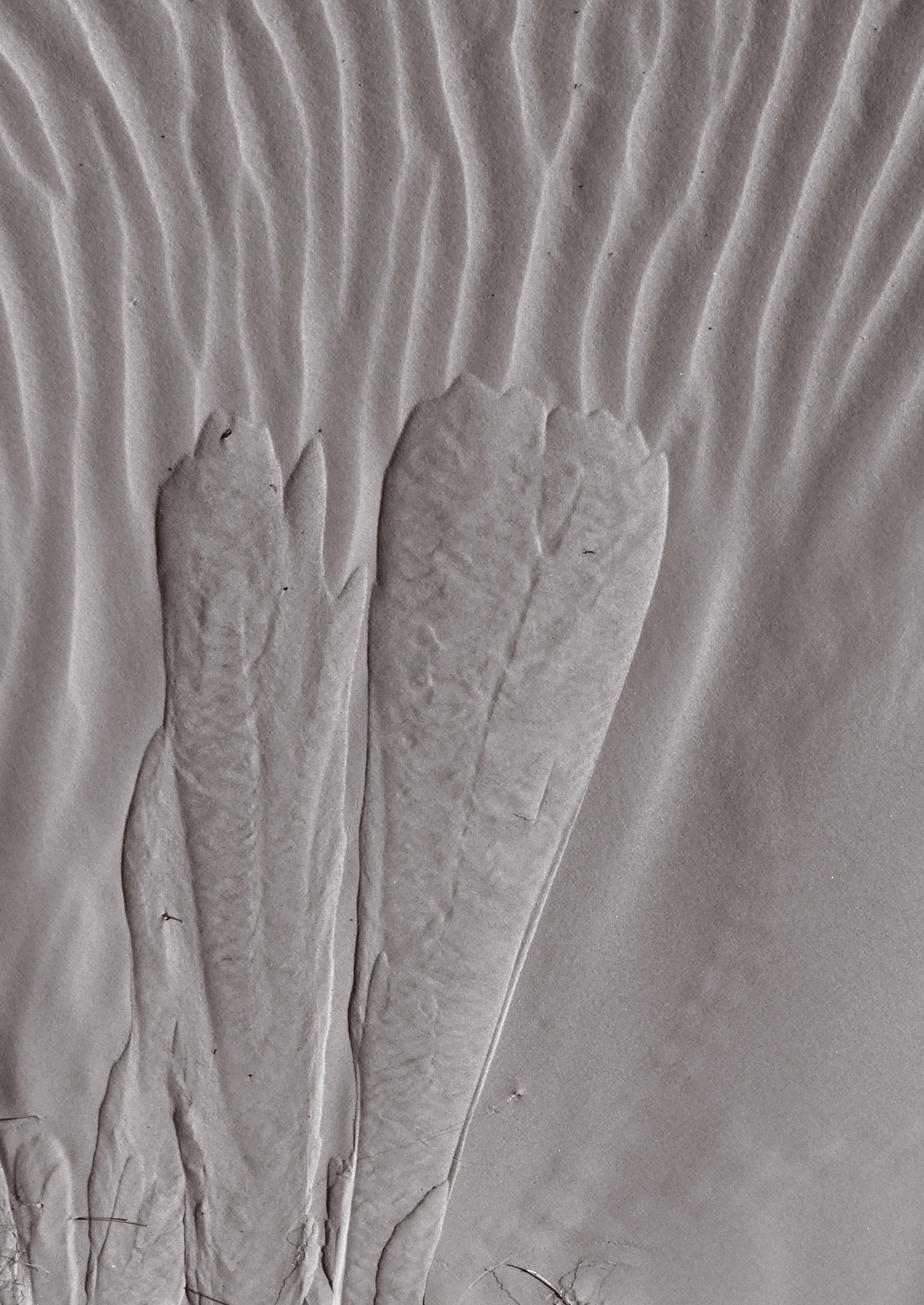 DSCN4501.jpg