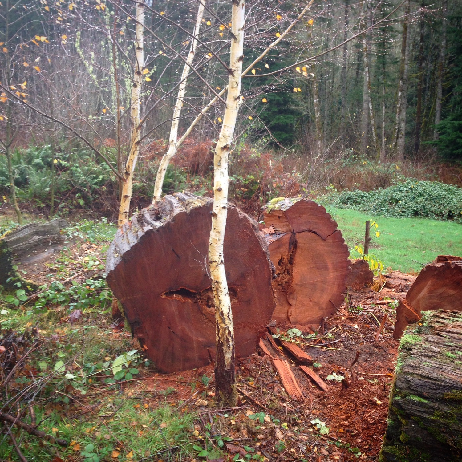 B '17 intro 1 found old cedar xcut.jpg
