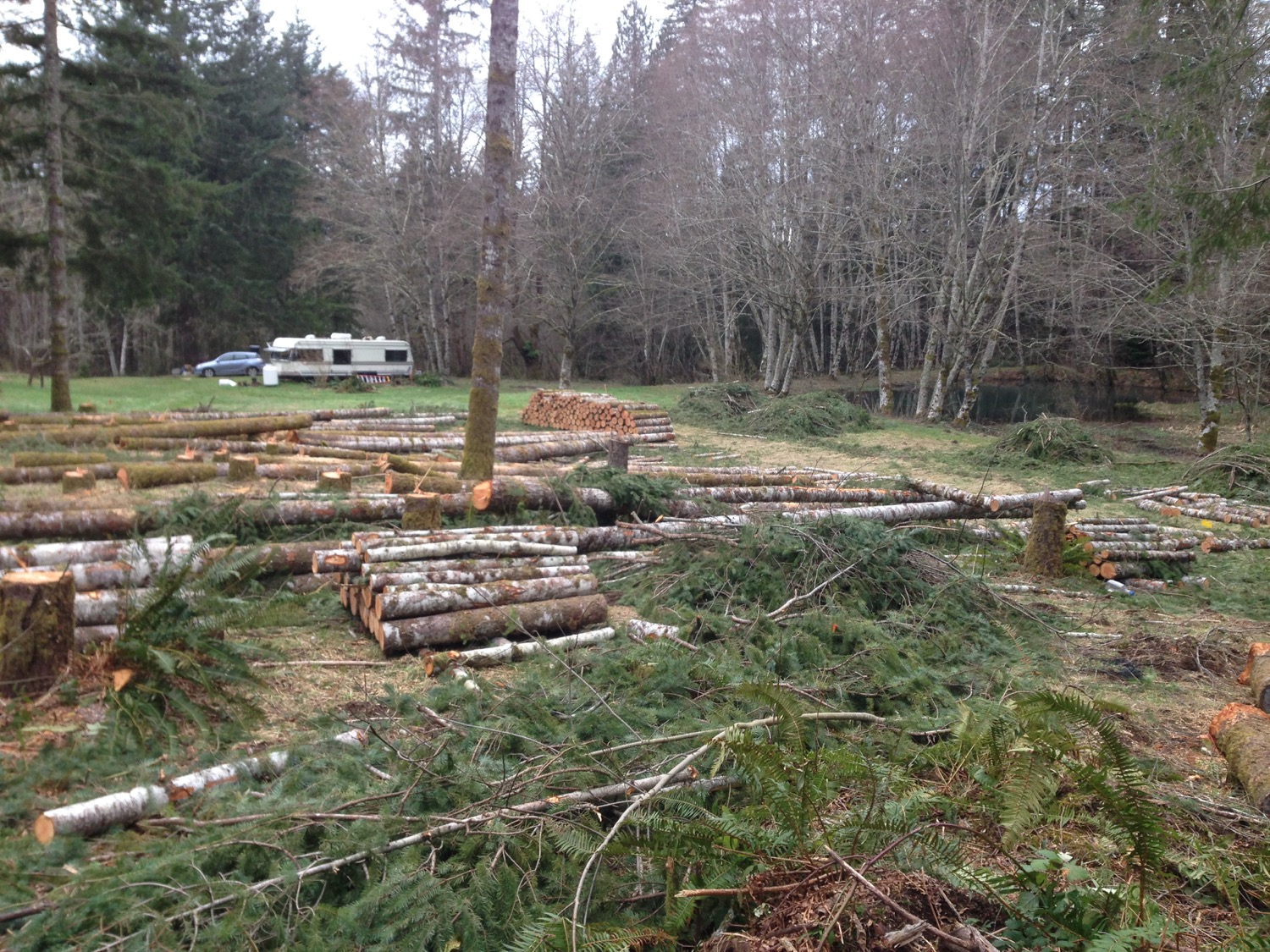 the_woods_2018_firewood_and_timbers.jpg