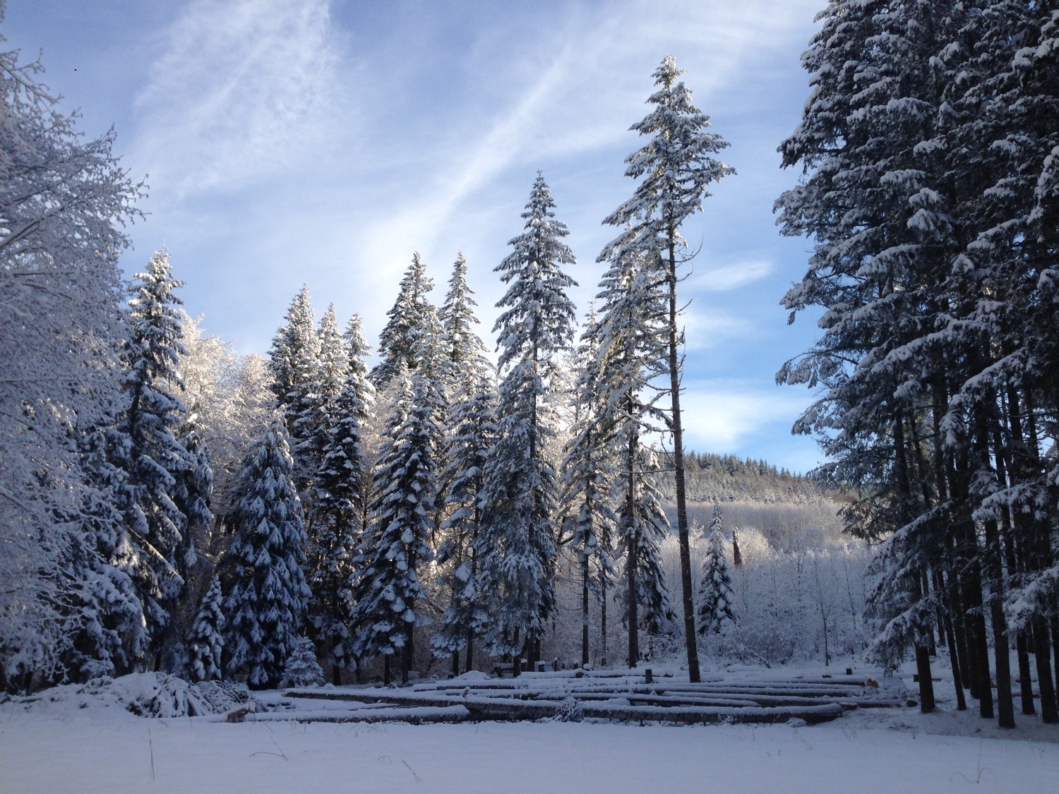 the_woods_winter_2018_snow_felled_logs.jpg
