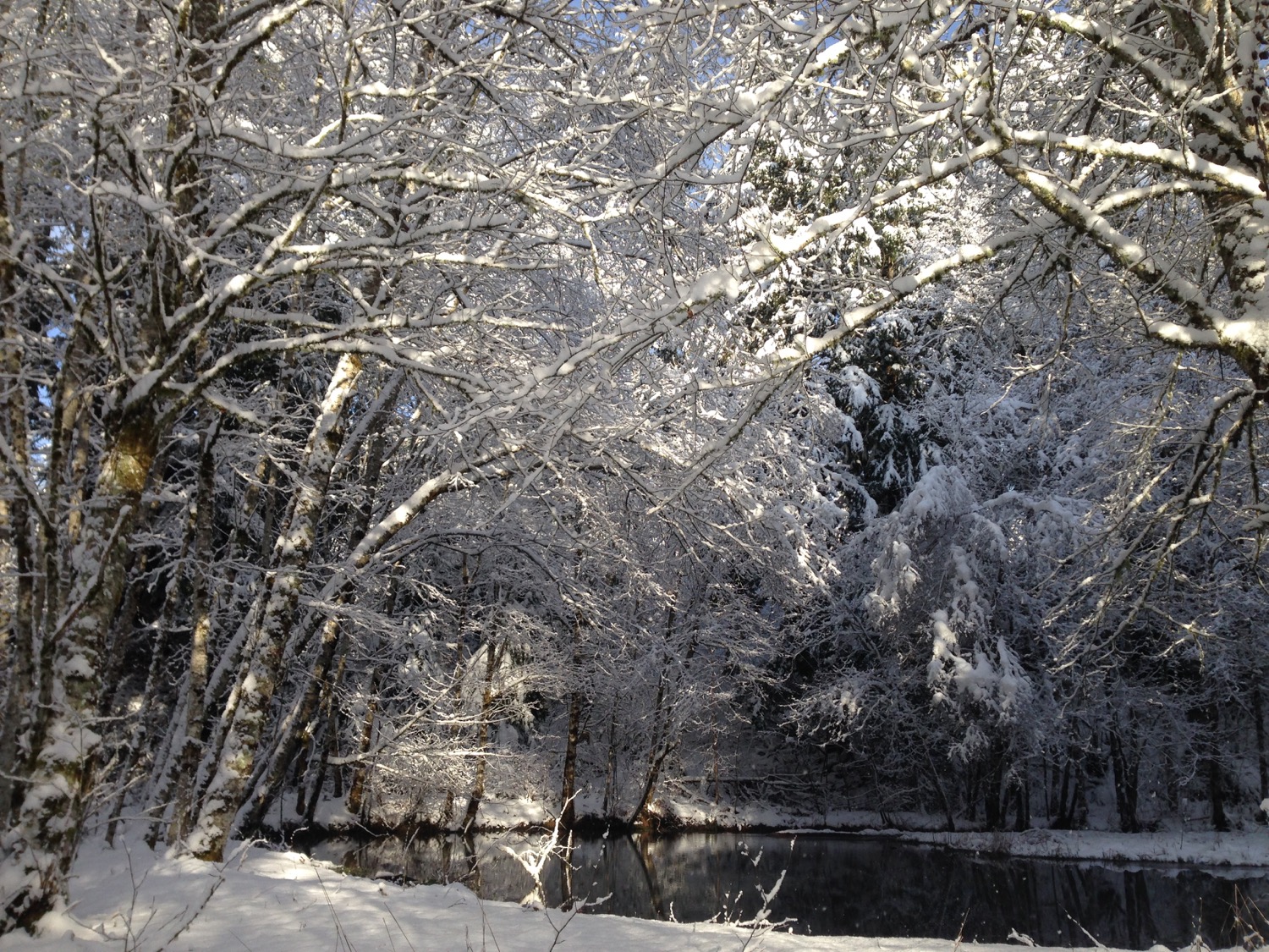 the_woods_winter_2018_snow_pond.jpg
