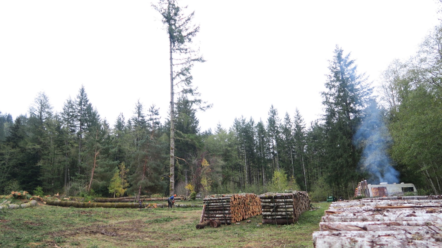 last doug firewood rows.JPG