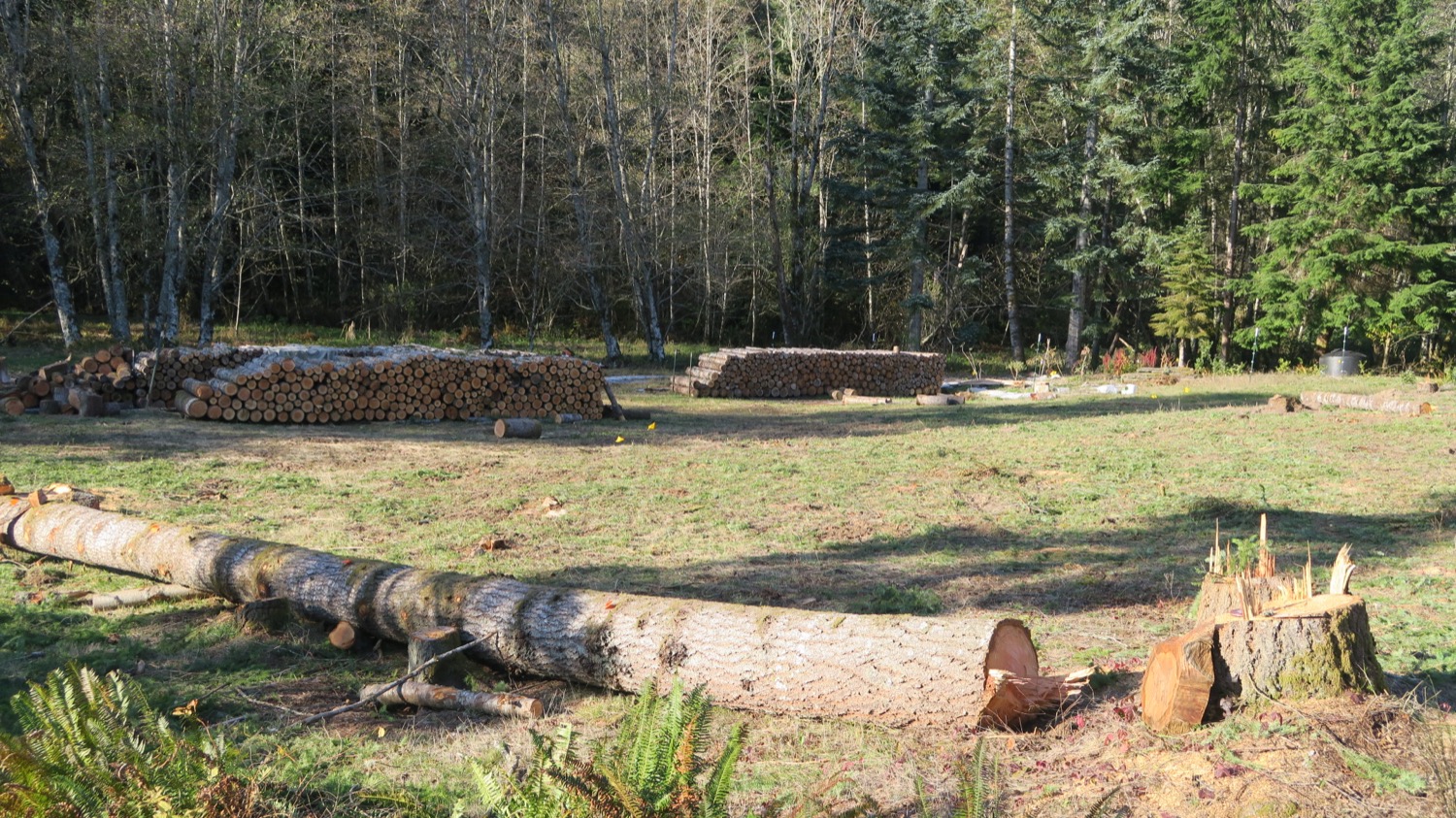 log and firewood rows good.JPG
