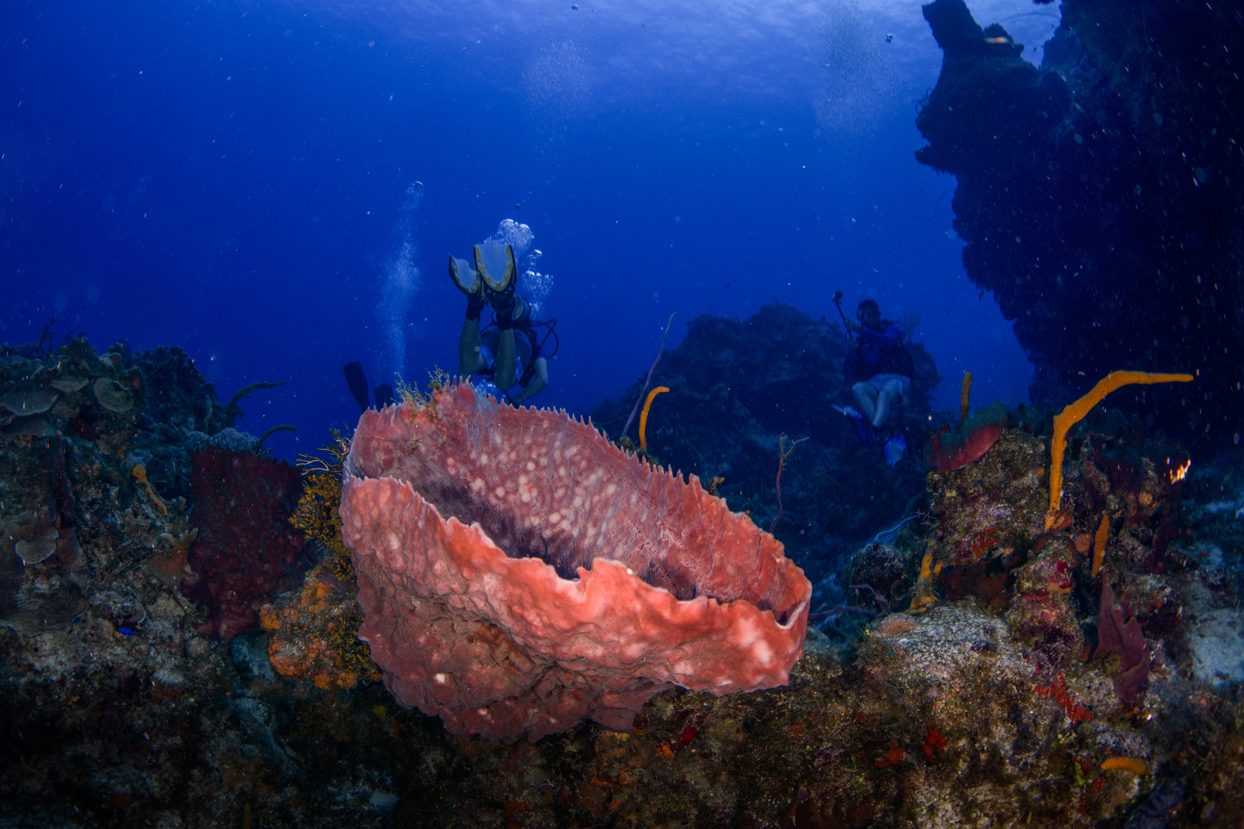Barrel Sponge