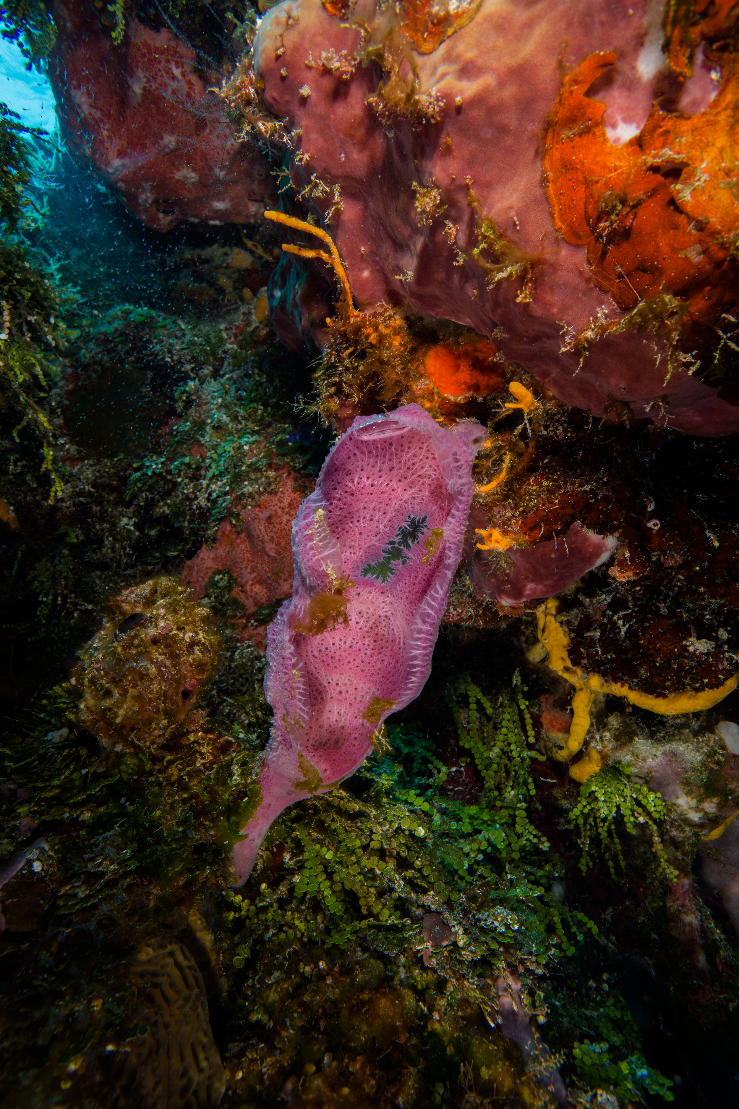 Pink sponge - Cozumel, Mexico - Underwater Photography