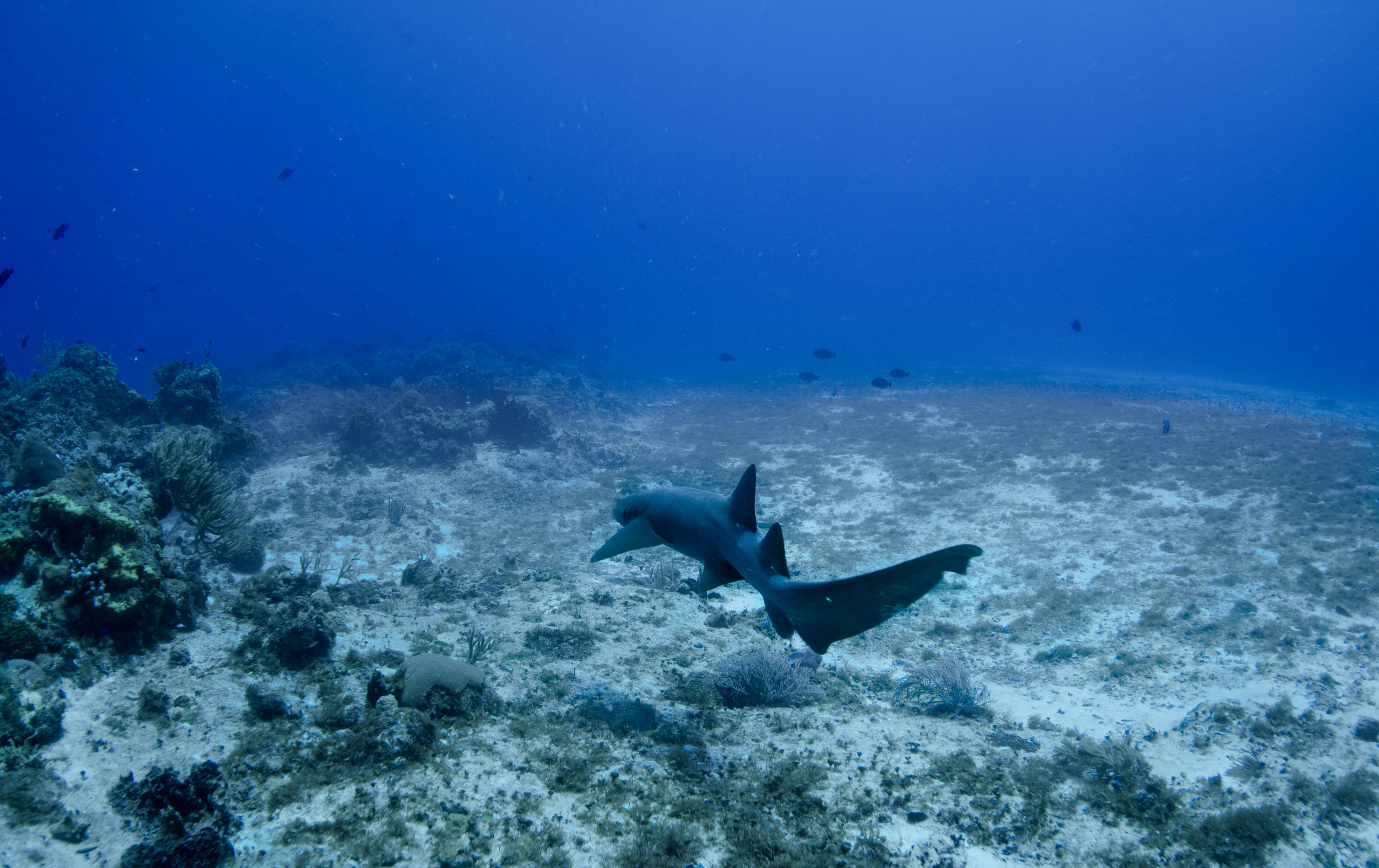 Nurse Shark
