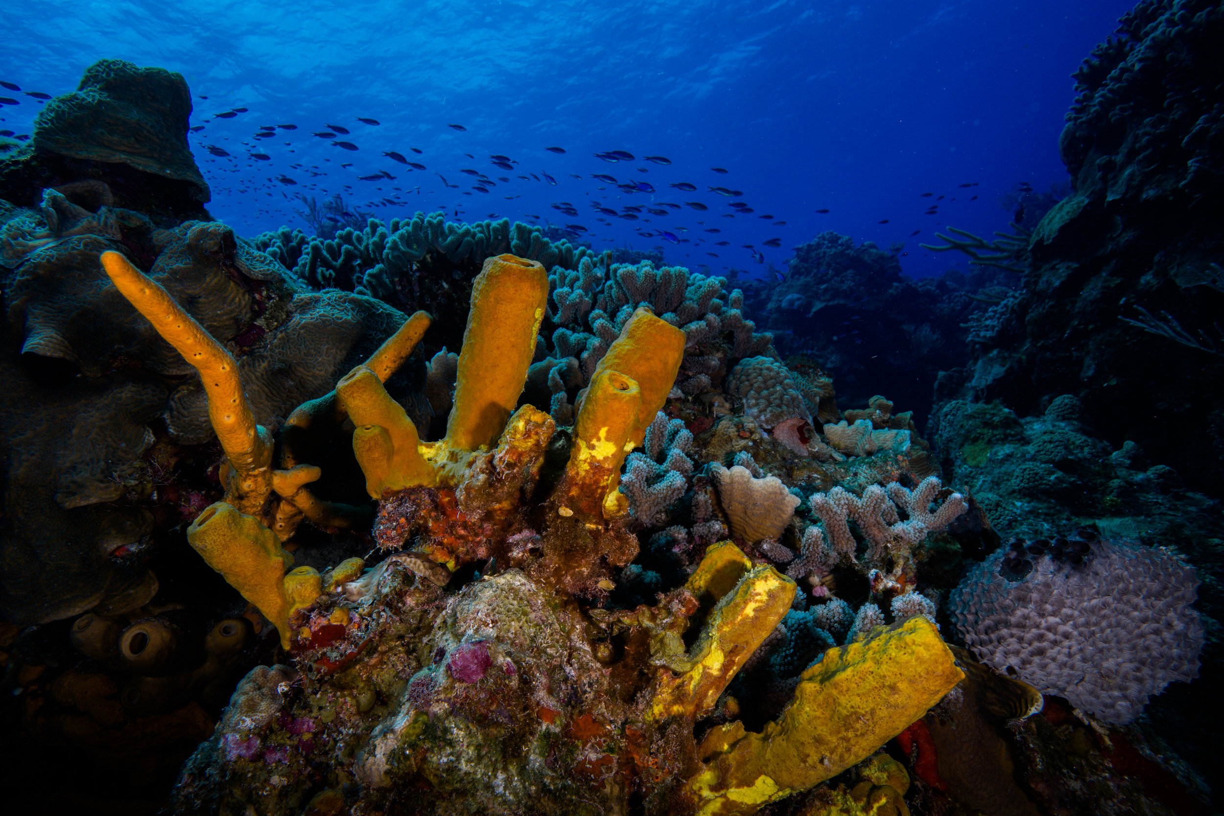Underwater landscape in Cozumel, Mexico - Underwater Photography