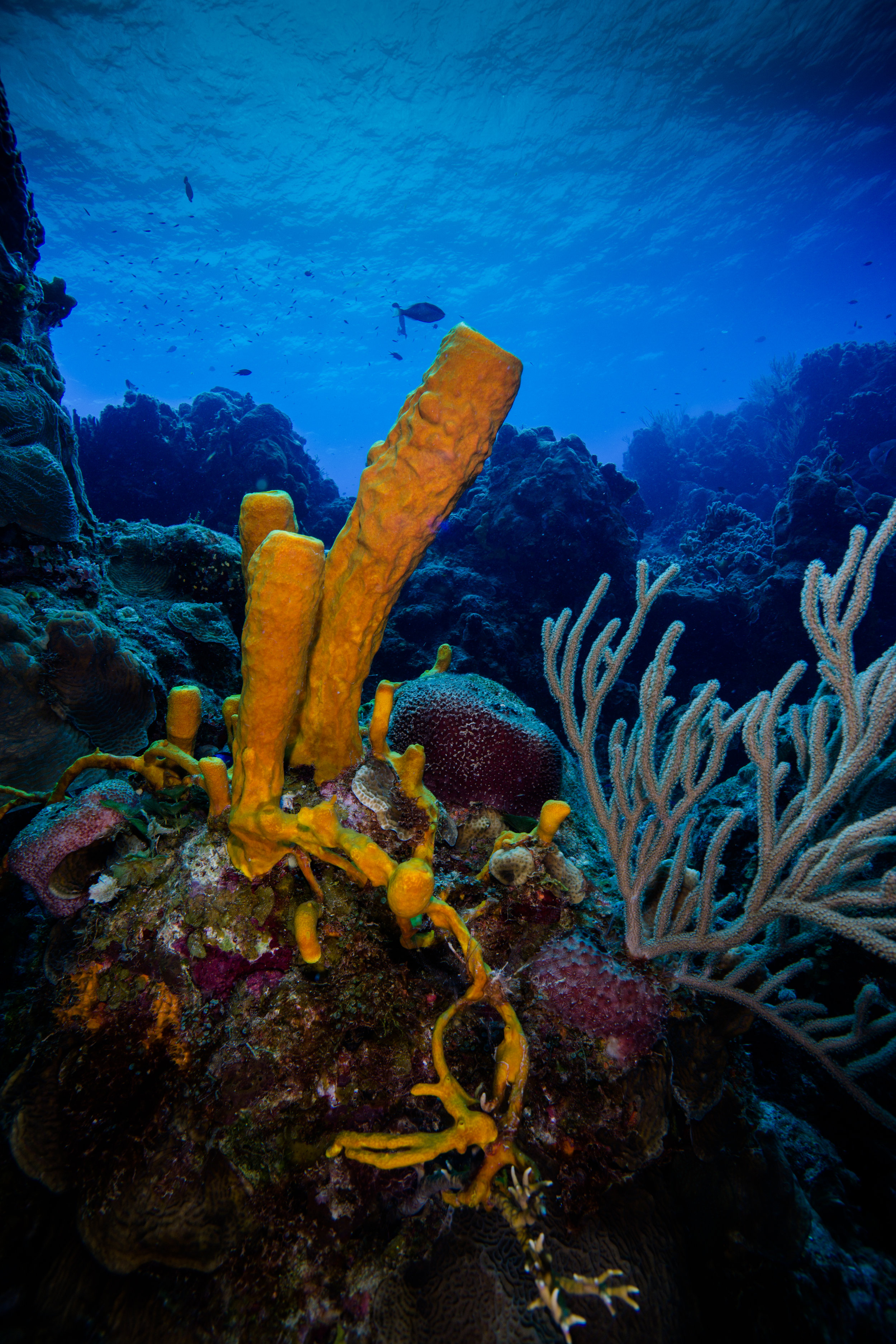 Yellow tube sponge