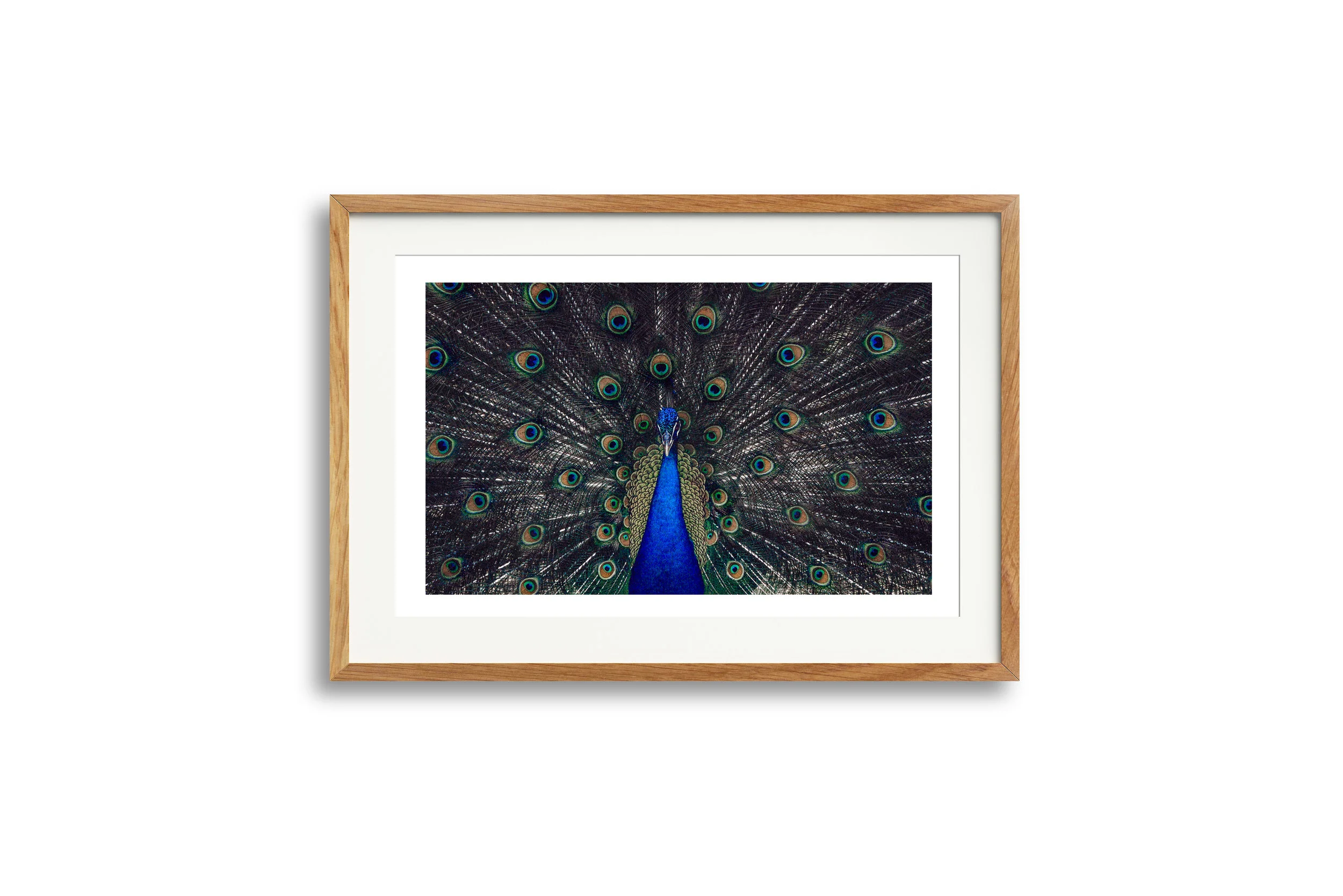 peacock_oak.jpg