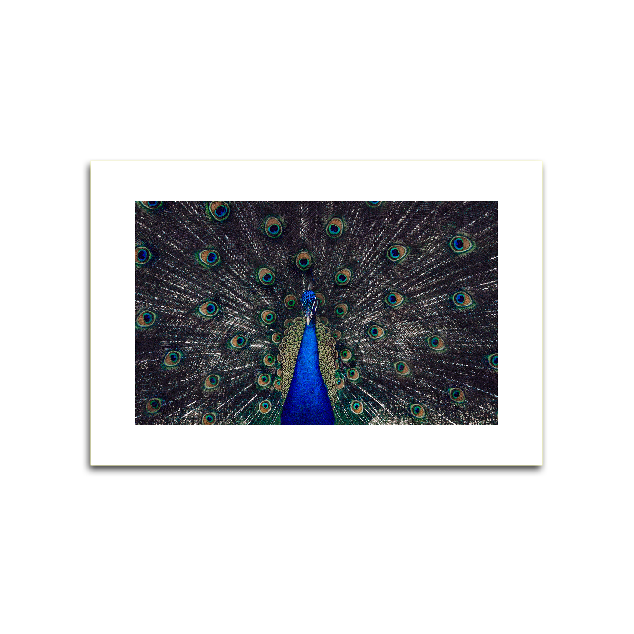 peacock_shadow.jpg