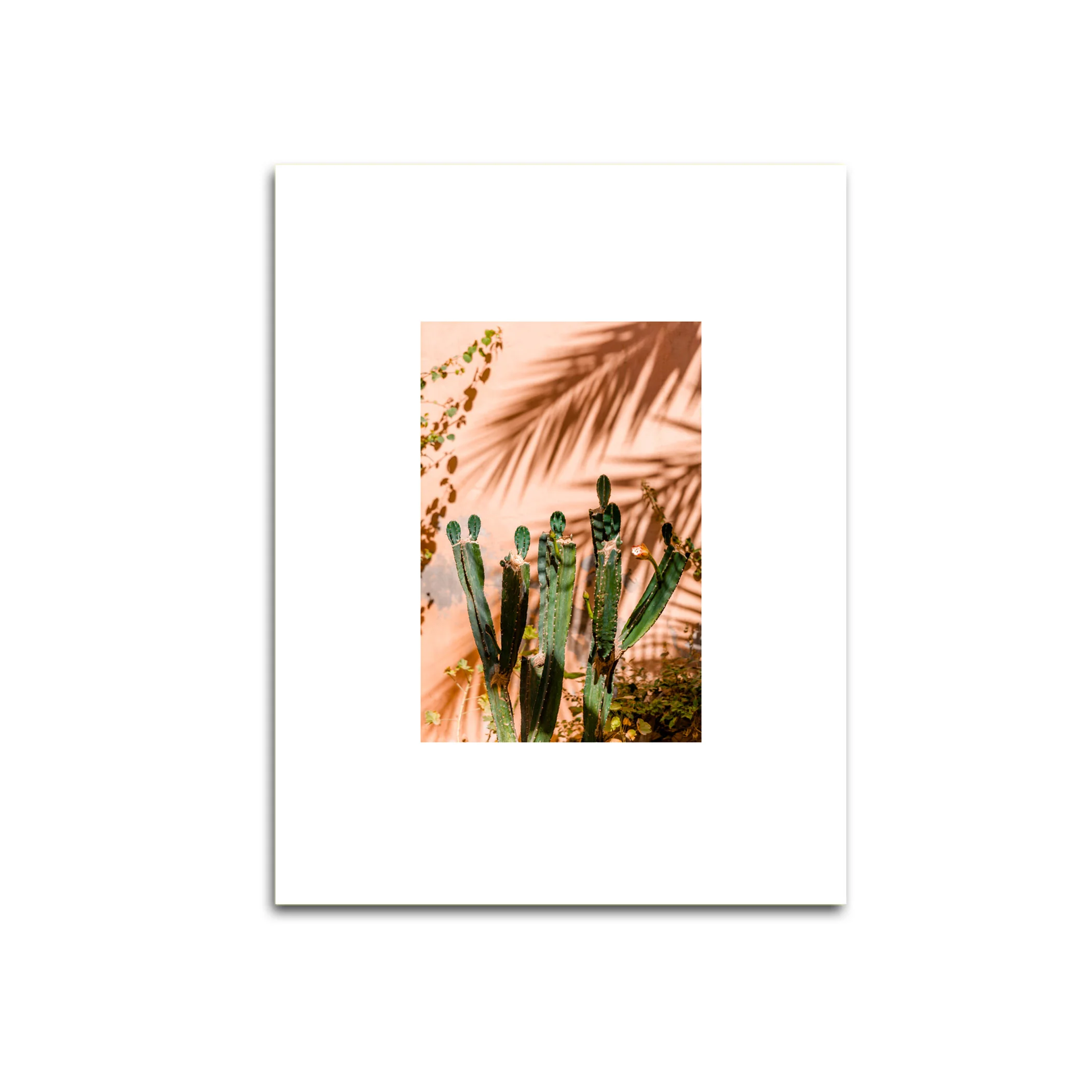 cactus_shawdow.jpg