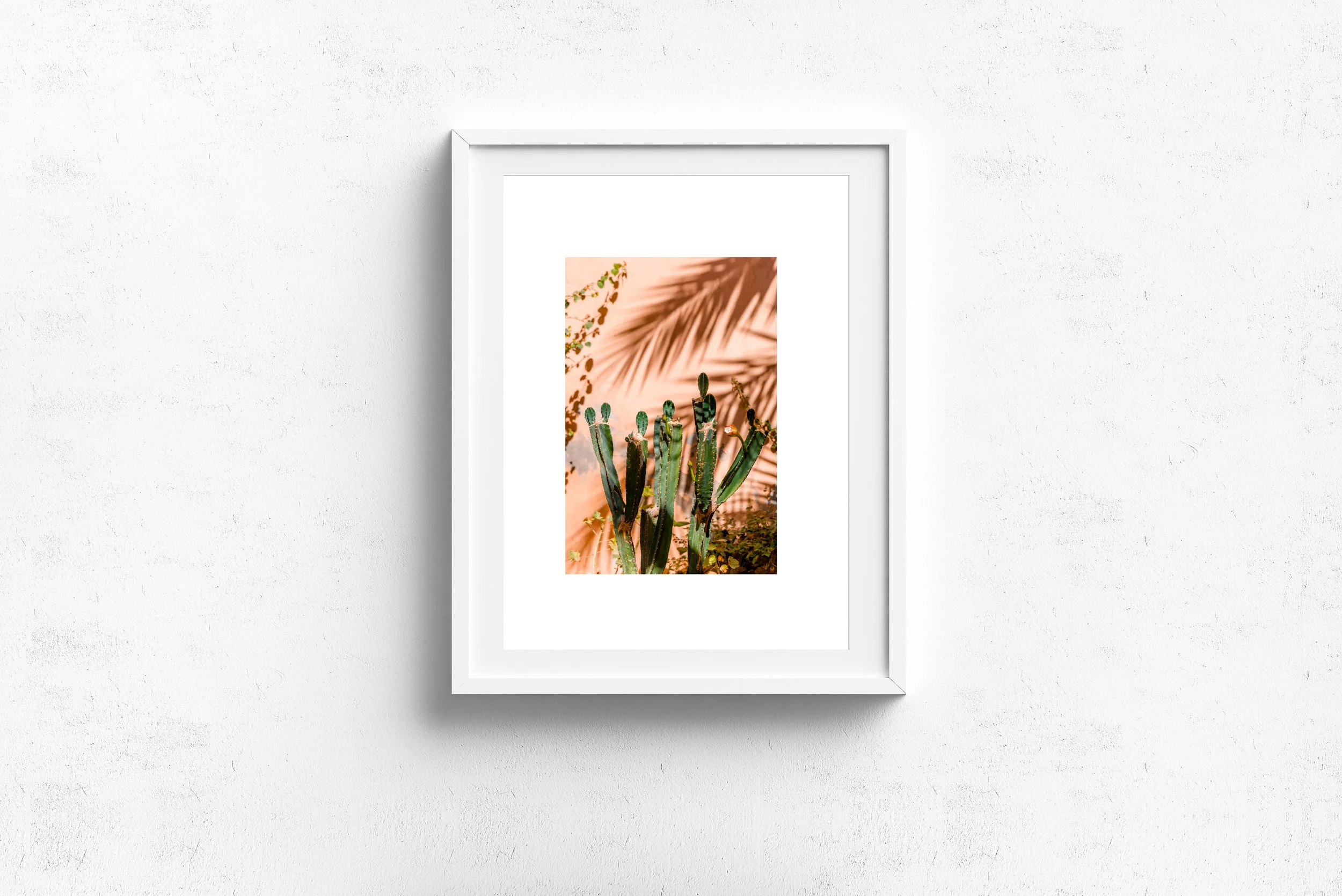 cactus_white_frame.jpg