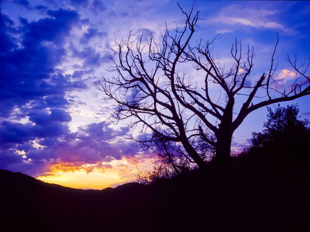 193Sunset+tree.jpg