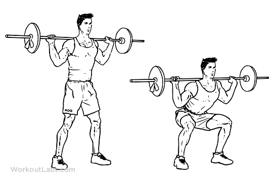 Barbell-Squat.png