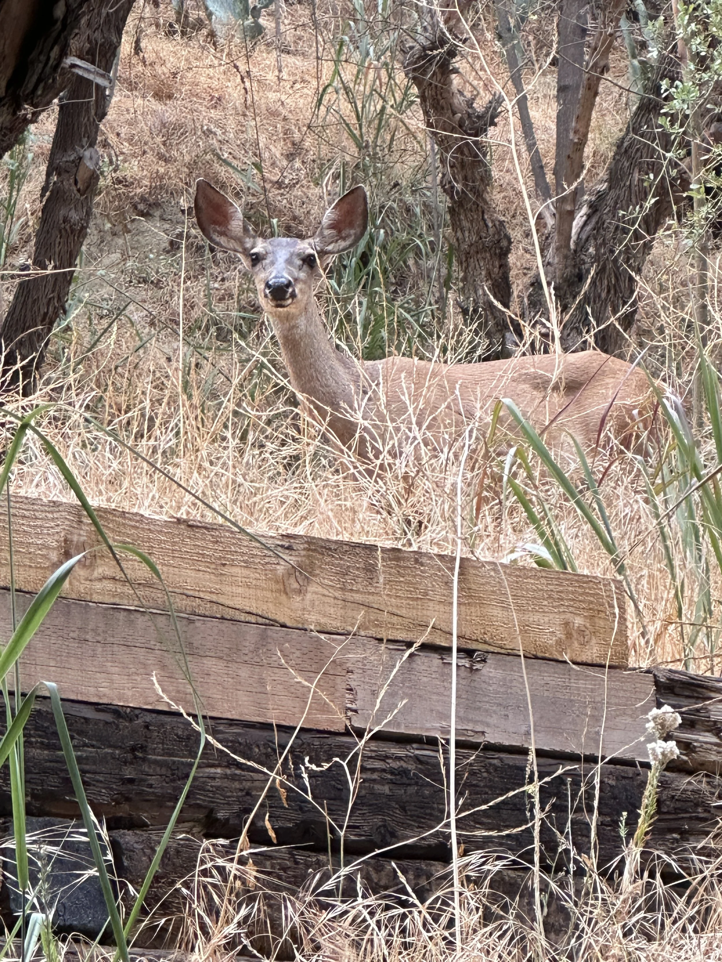 Nature, Unfiltered: The Doe’s Gentleness