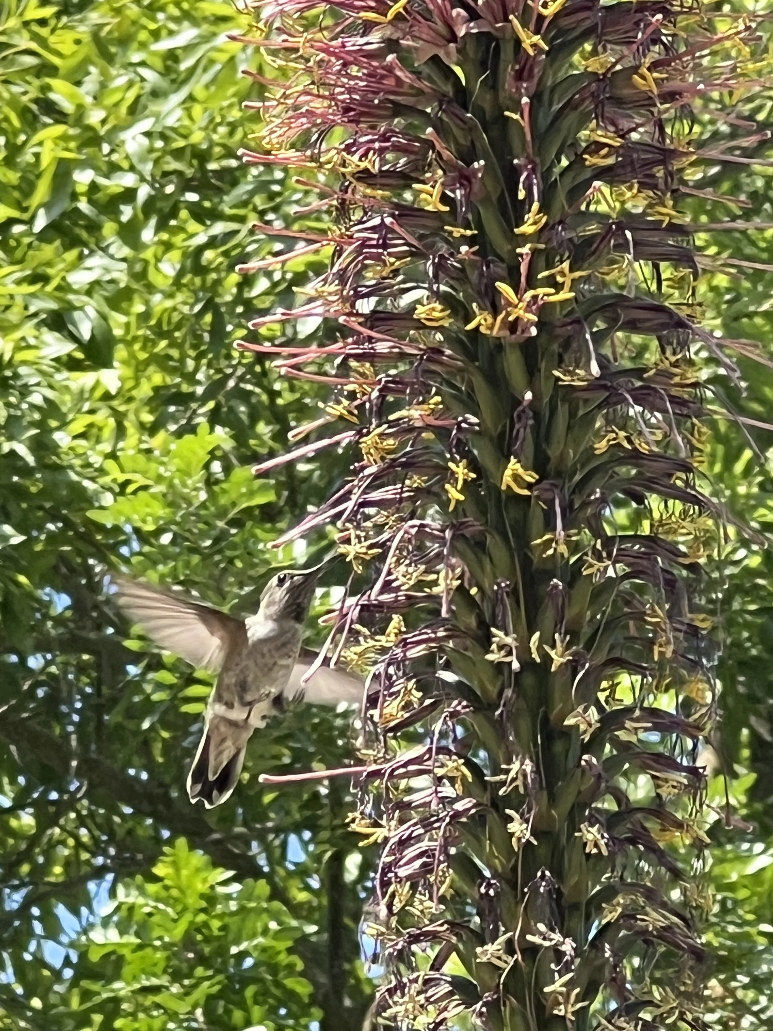 Nature, Unfiltered: The Hummingbird’s Spark