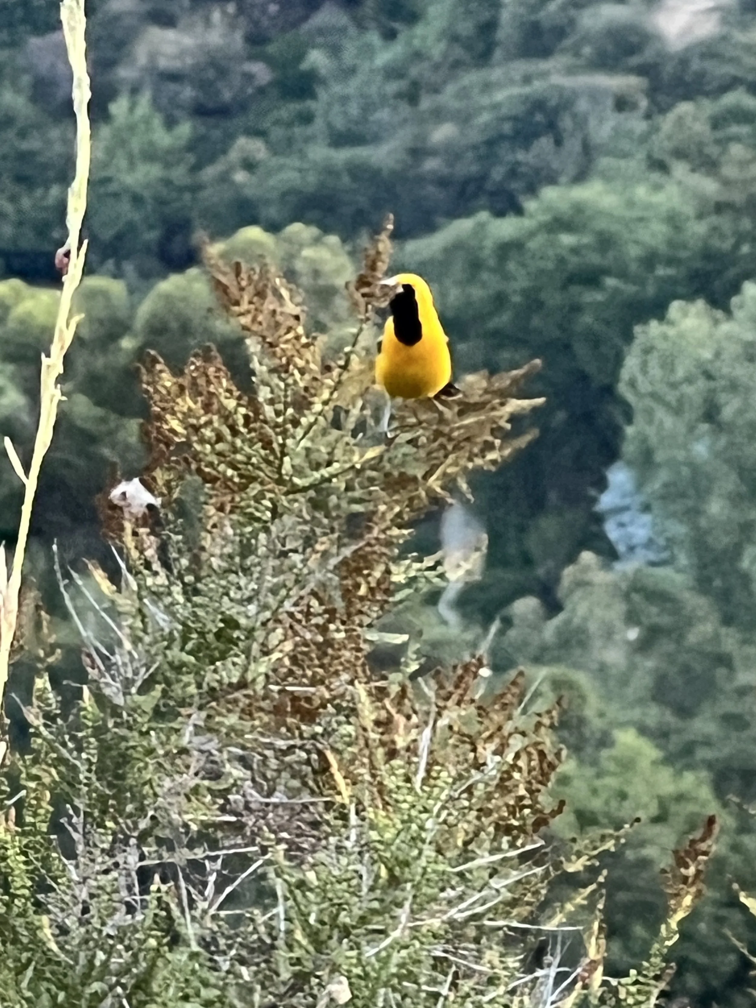 Nature, Unfiltered: The Oriole’s Brilliance
