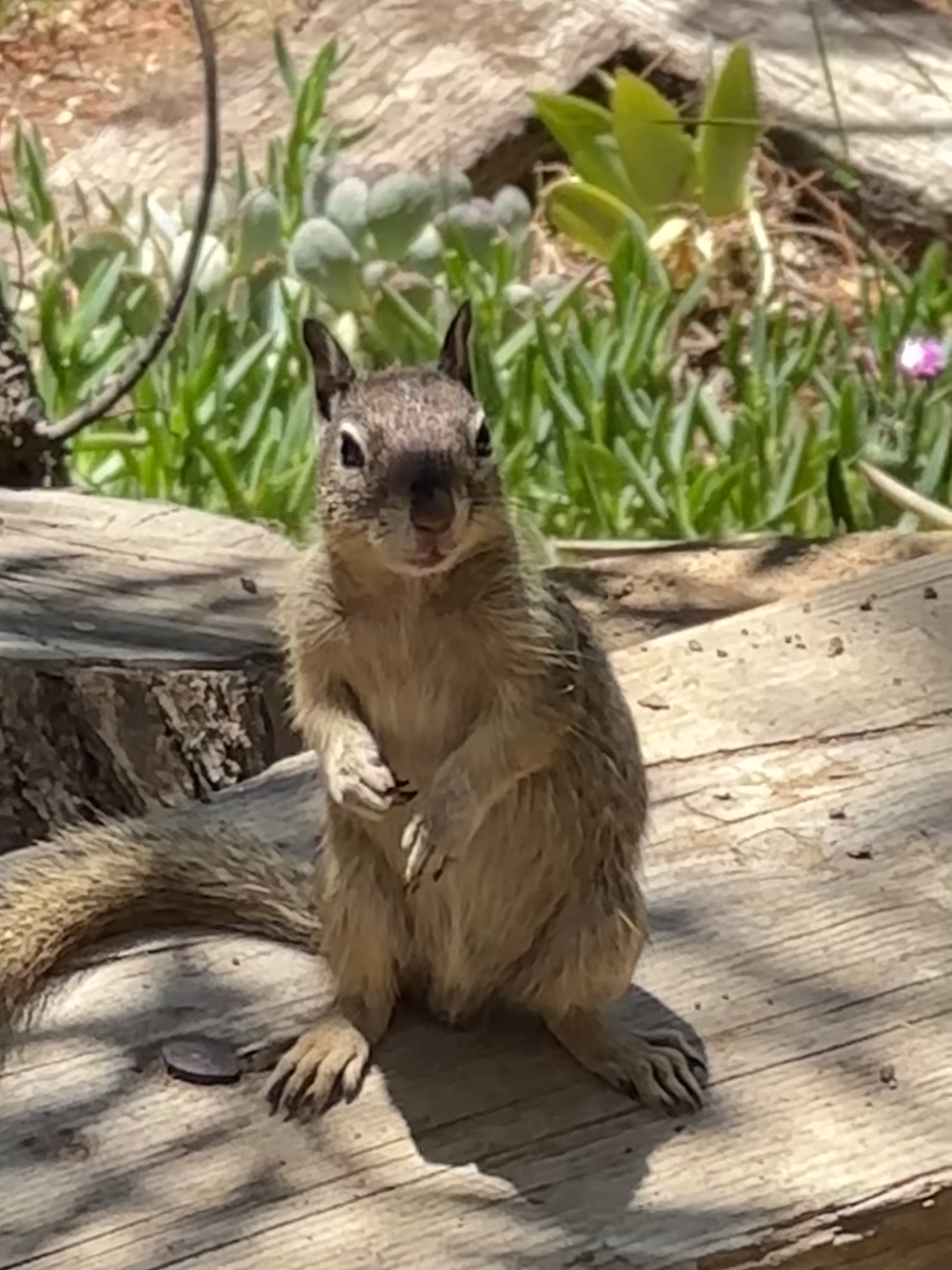 Nature, Unfiltered: The Squirrel’s Boldness