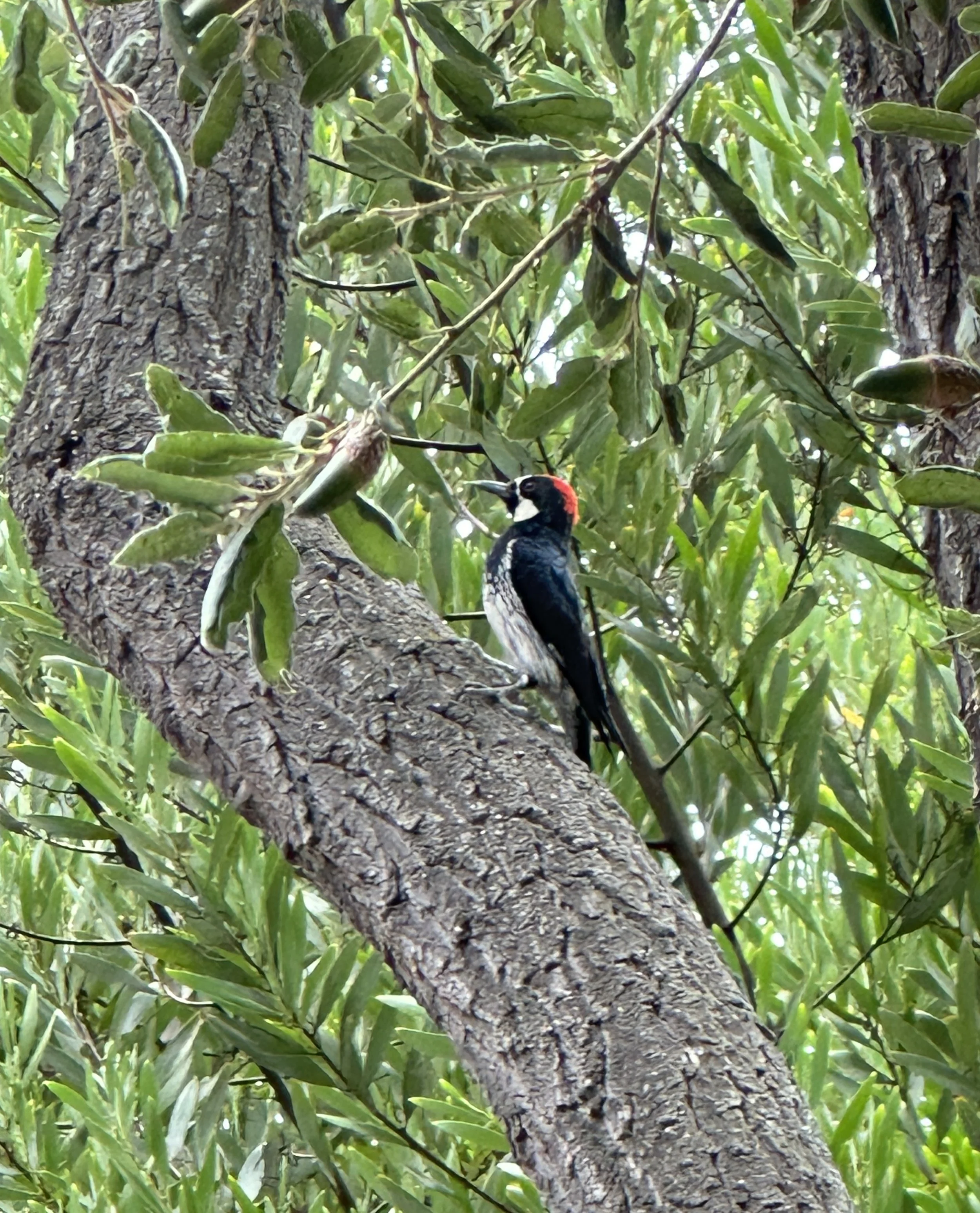 Nature, Unfiltered: The Woodpecker’s Precision