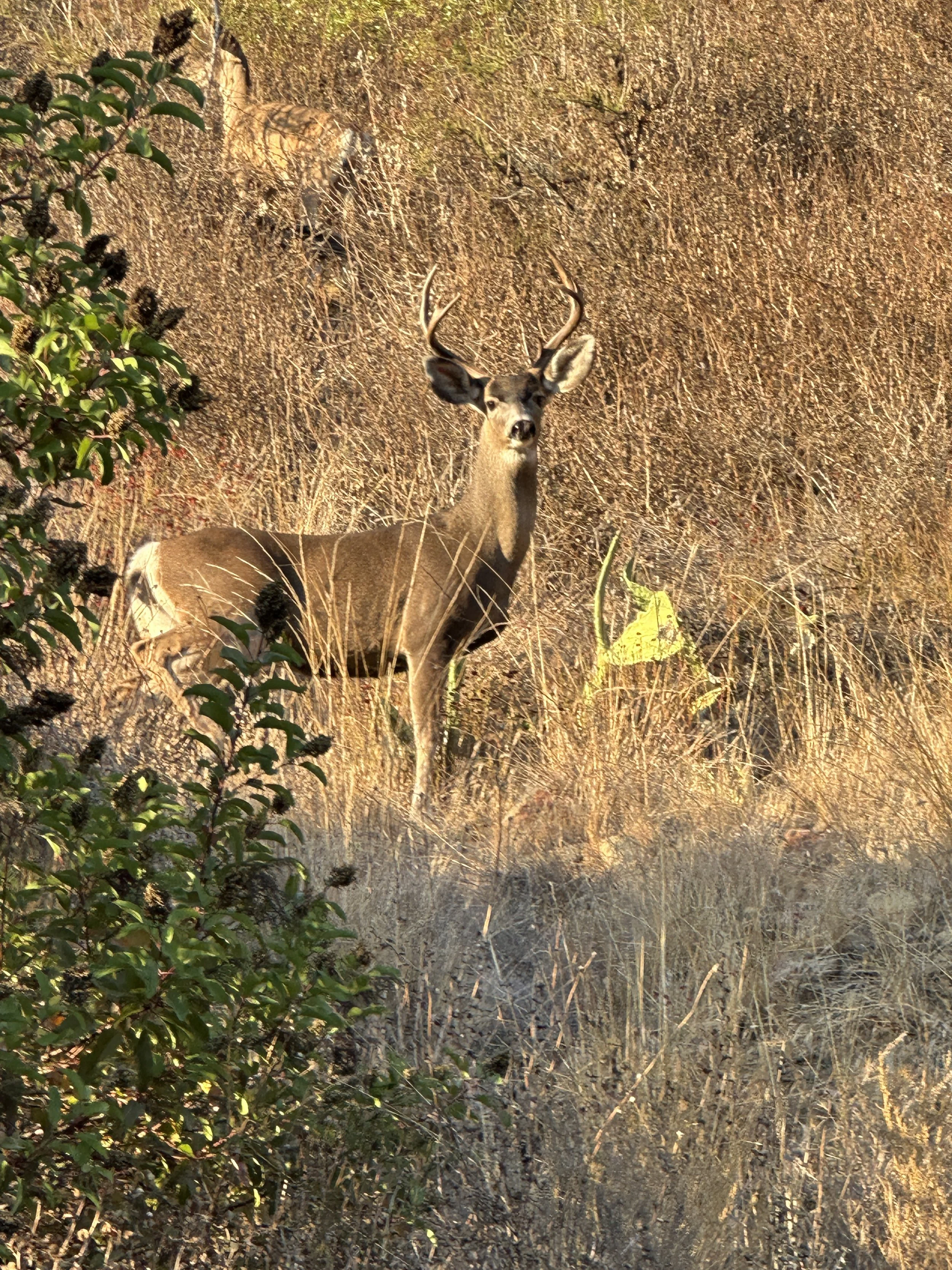 Nature, Unfiltered: The Buck’s Presence